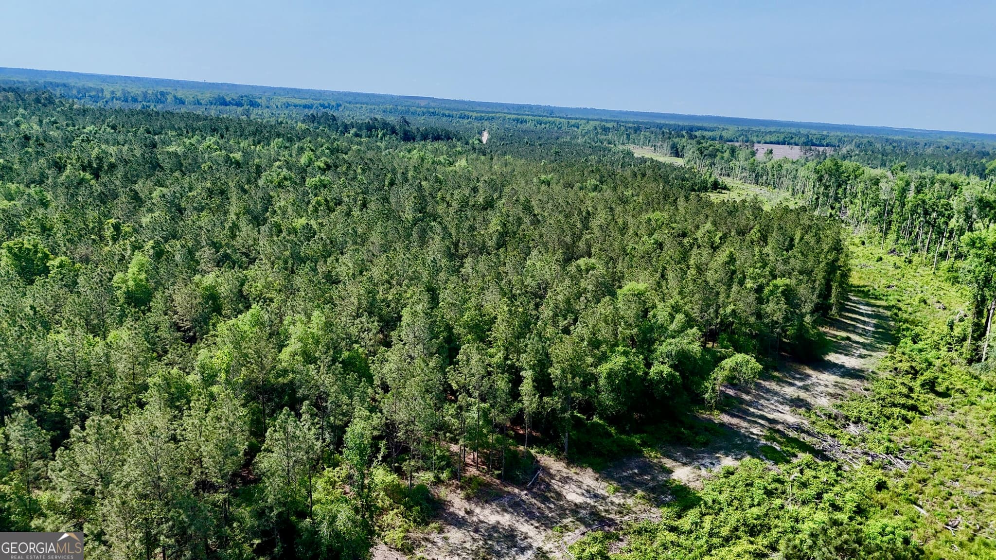 agriculture under contract at TRACT 2 Tillman Cemetery Road, Lumber City, GA 31549 — photo 3