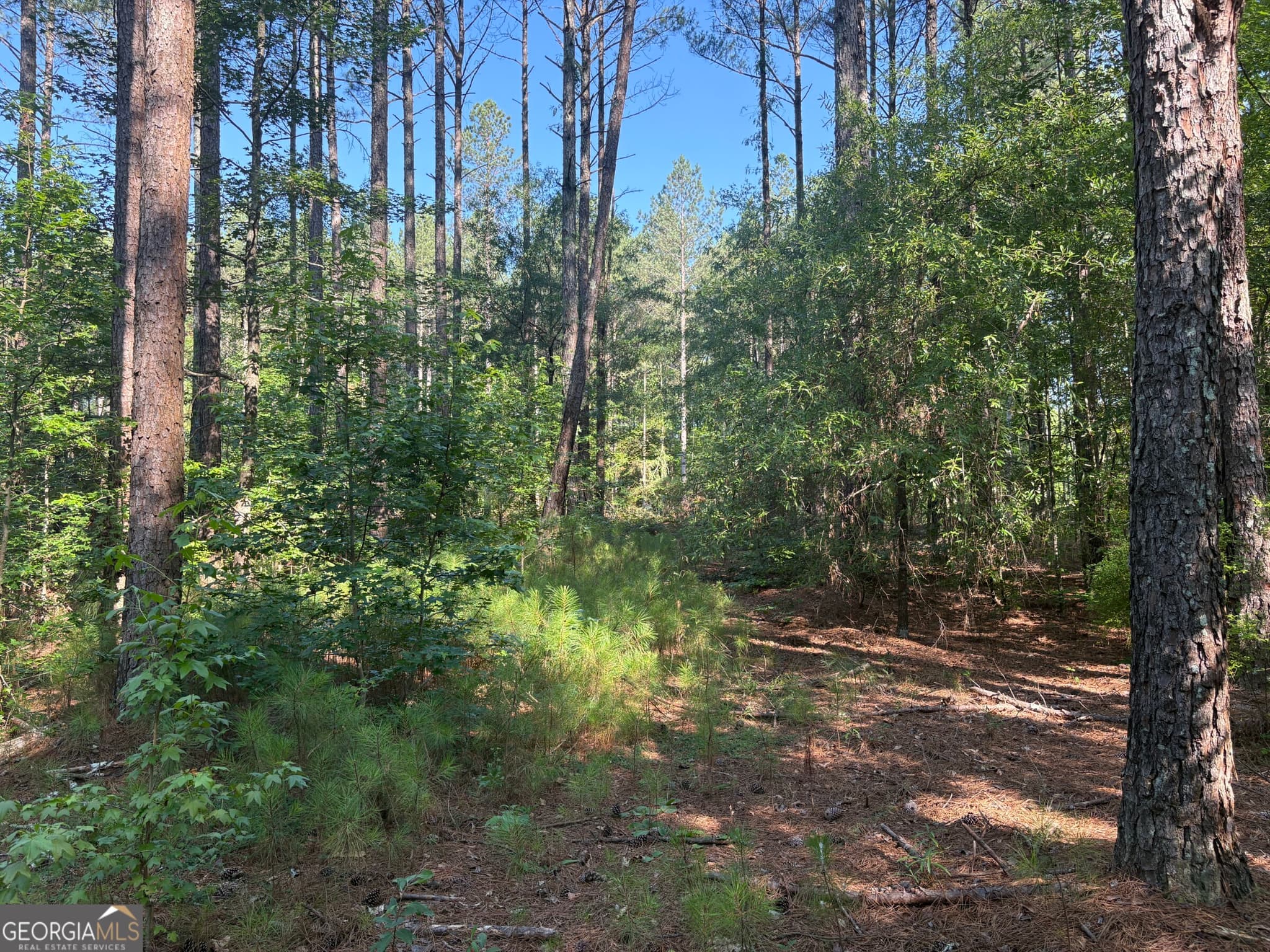 unimproved land for sale at 41 Elton Stewart Road, Carlton, GA 30627 — photo 3