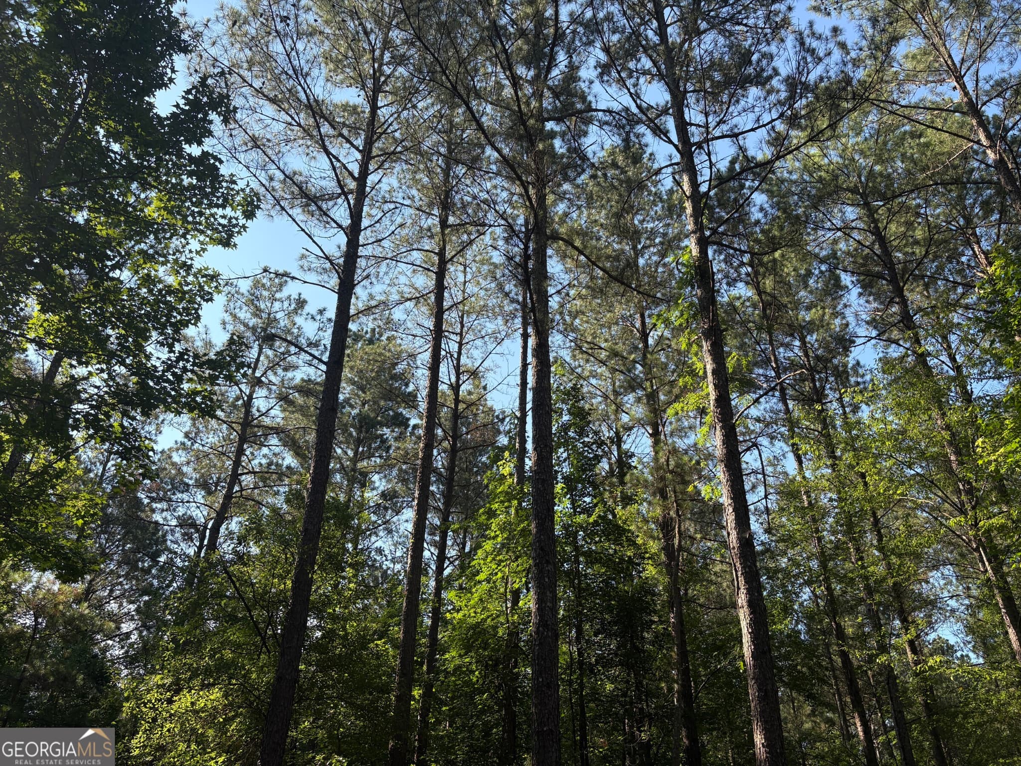 unimproved land for sale at 41 Elton Stewart Road, Carlton, GA 30627 — photo 5