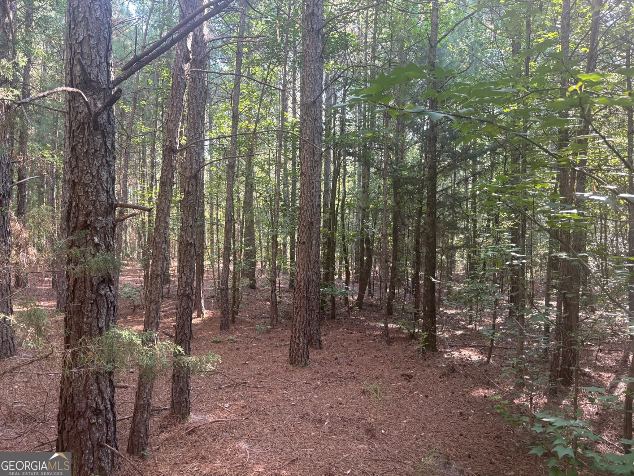 unimproved land for sale at 41 Elton Stewart Road, Carlton, GA 30627 — photo 9