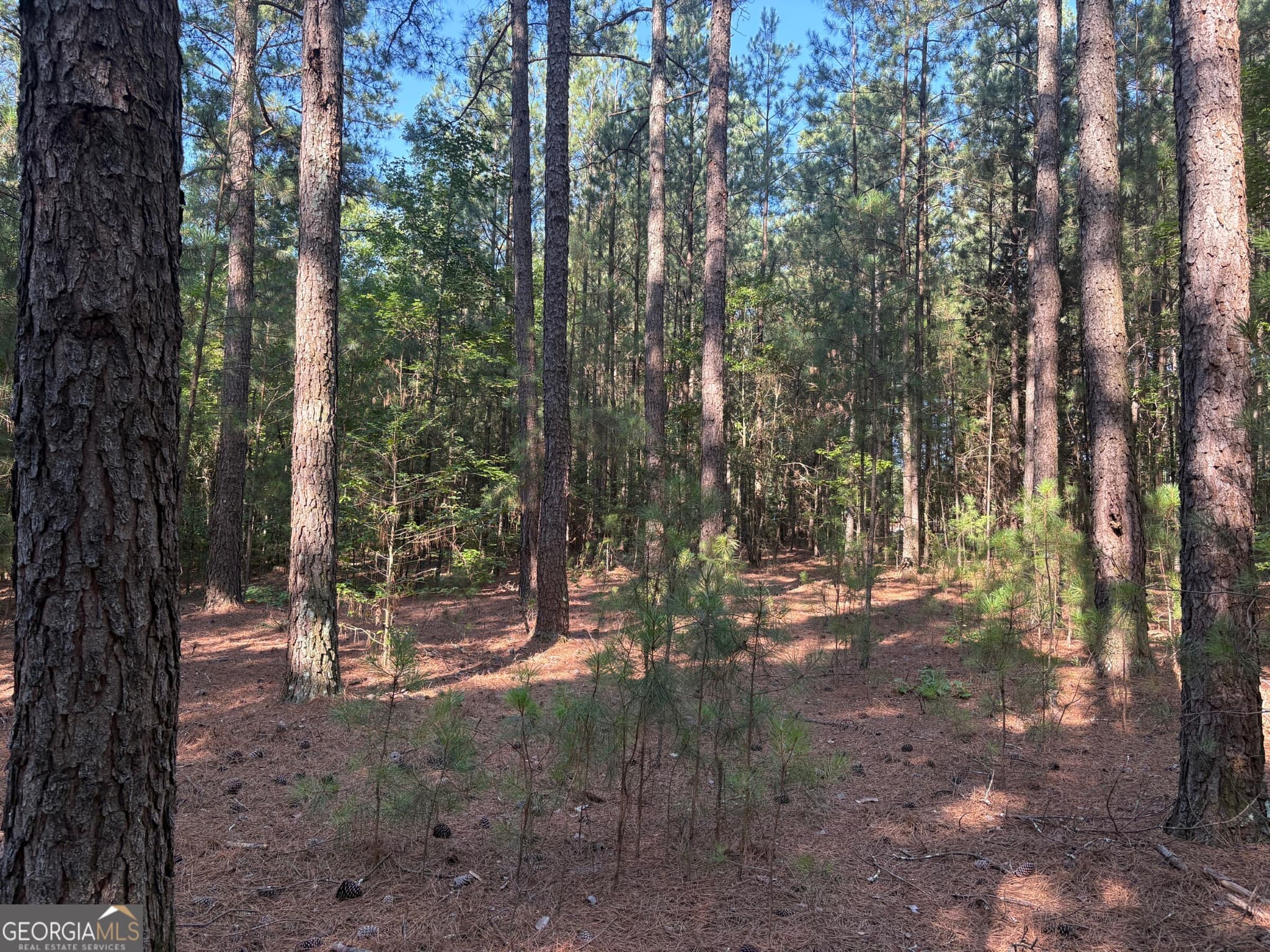 unimproved land for sale at 41 Elton Stewart Road, Carlton, GA 30627 — photo 10