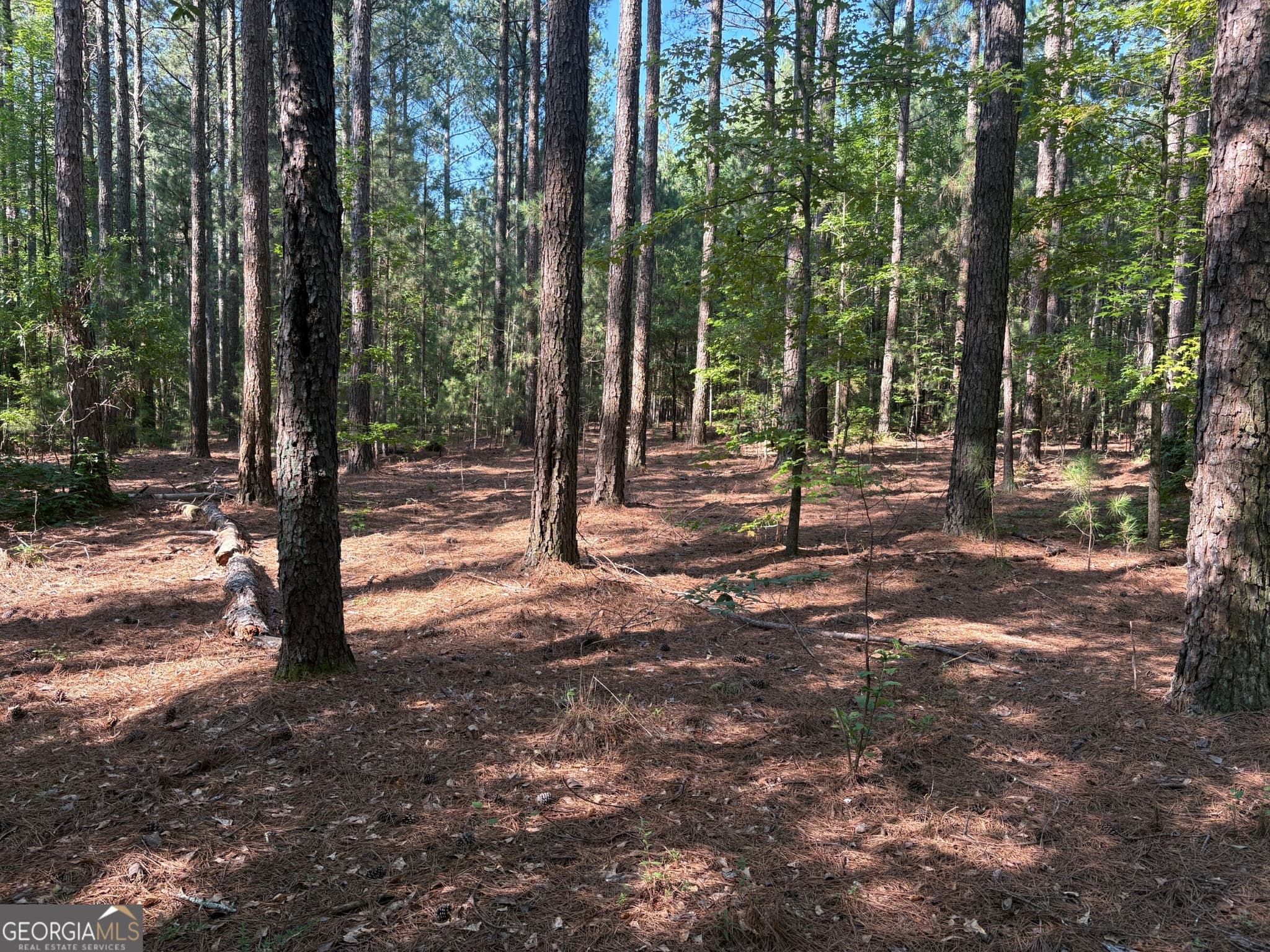 unimproved land for sale at 41 Elton Stewart Road, Carlton, GA 30627 — photo 4