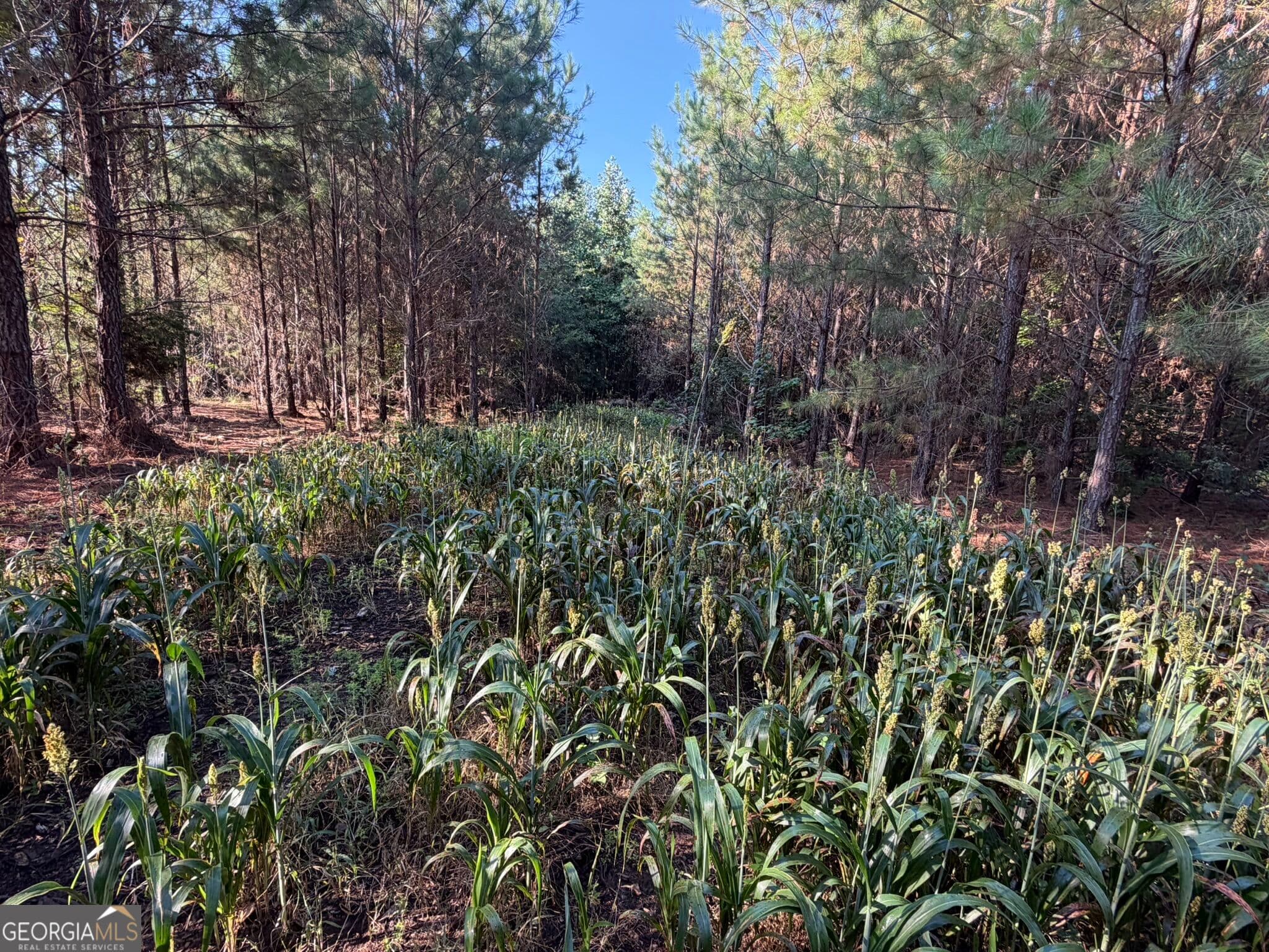 unimproved land for sale at 132 ACRES Carlisle Gap Road, Woodland, GA 31836 — photo 7