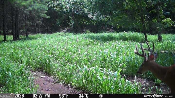unimproved land for sale at 132 ACRES Carlisle Gap Road, Woodland, GA 31836 — photo 8