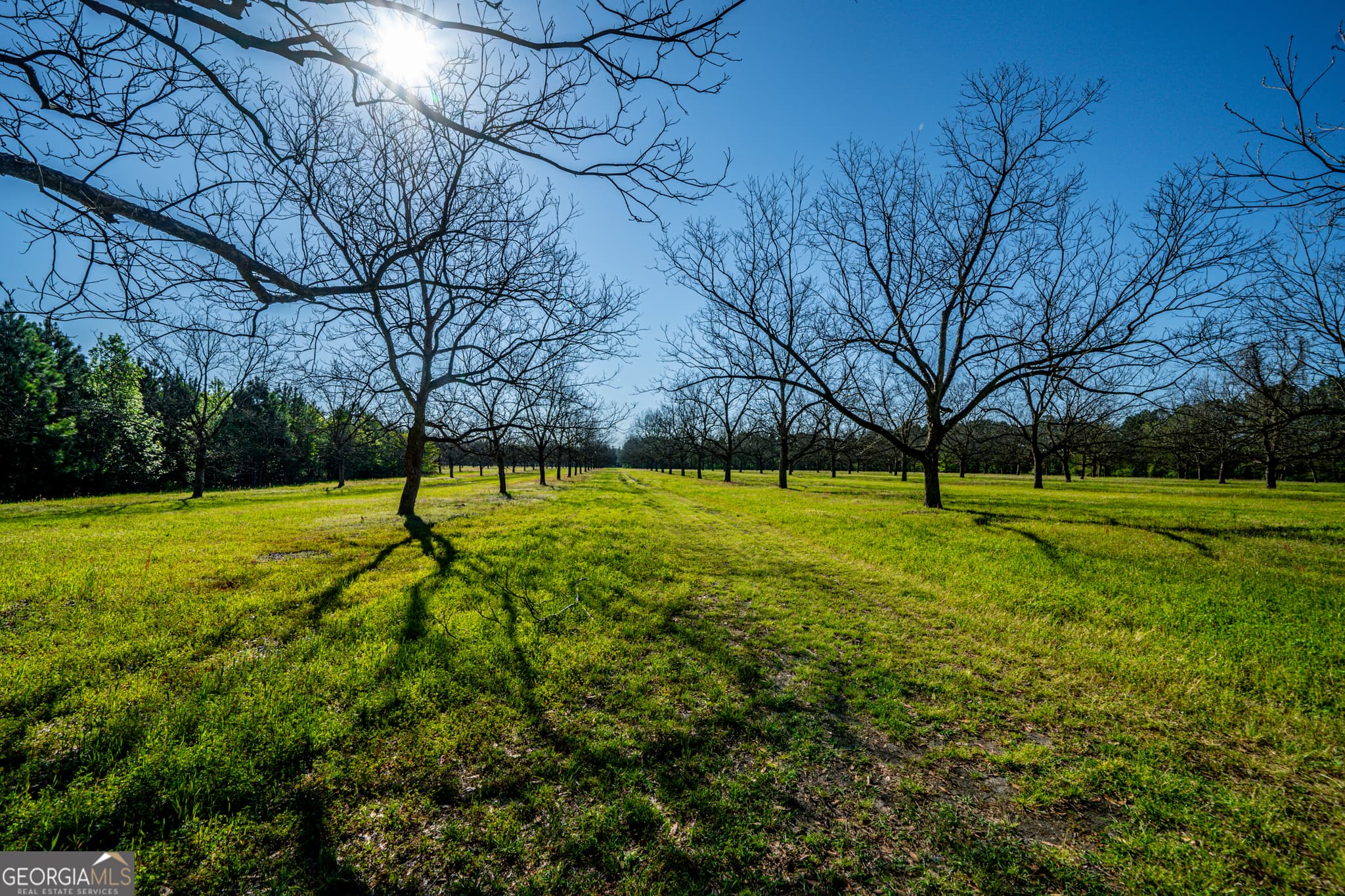 agriculture for sale at 0 Edenfield Road, Cobbtown, GA 30420 — photo 8