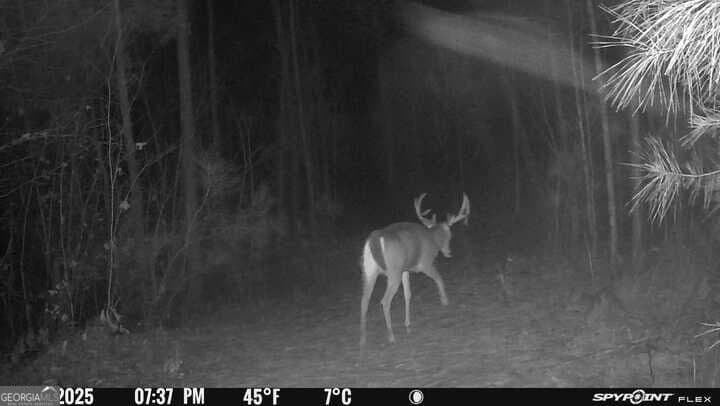 agriculture for sale at 15.62 ACRES Carlisle Gap Road, Woodland, GA 31836 — photo 3