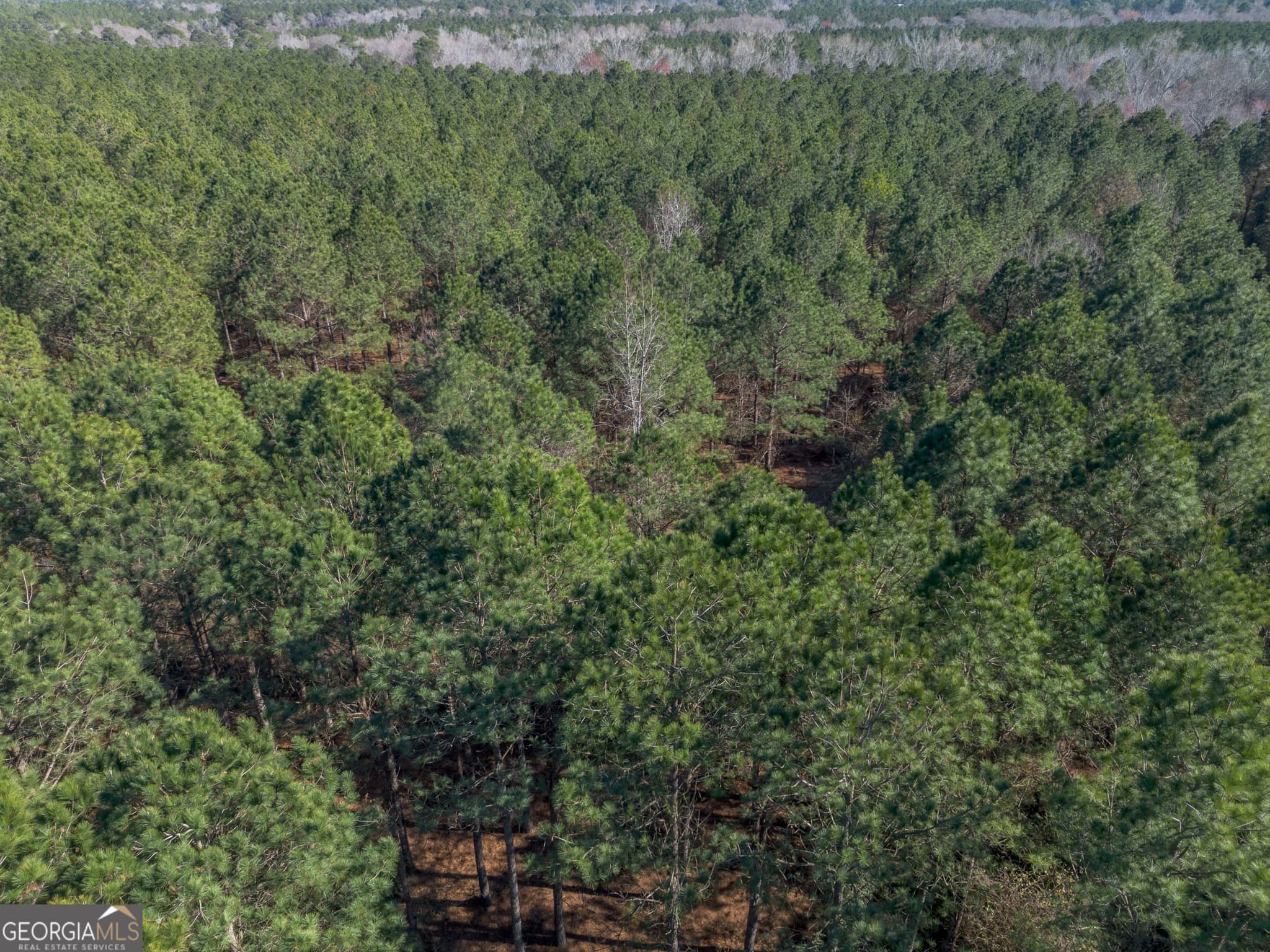 residential lot for sale at LOT 1 Ben Giddens Road, Eastman, GA 31023 — photo 4