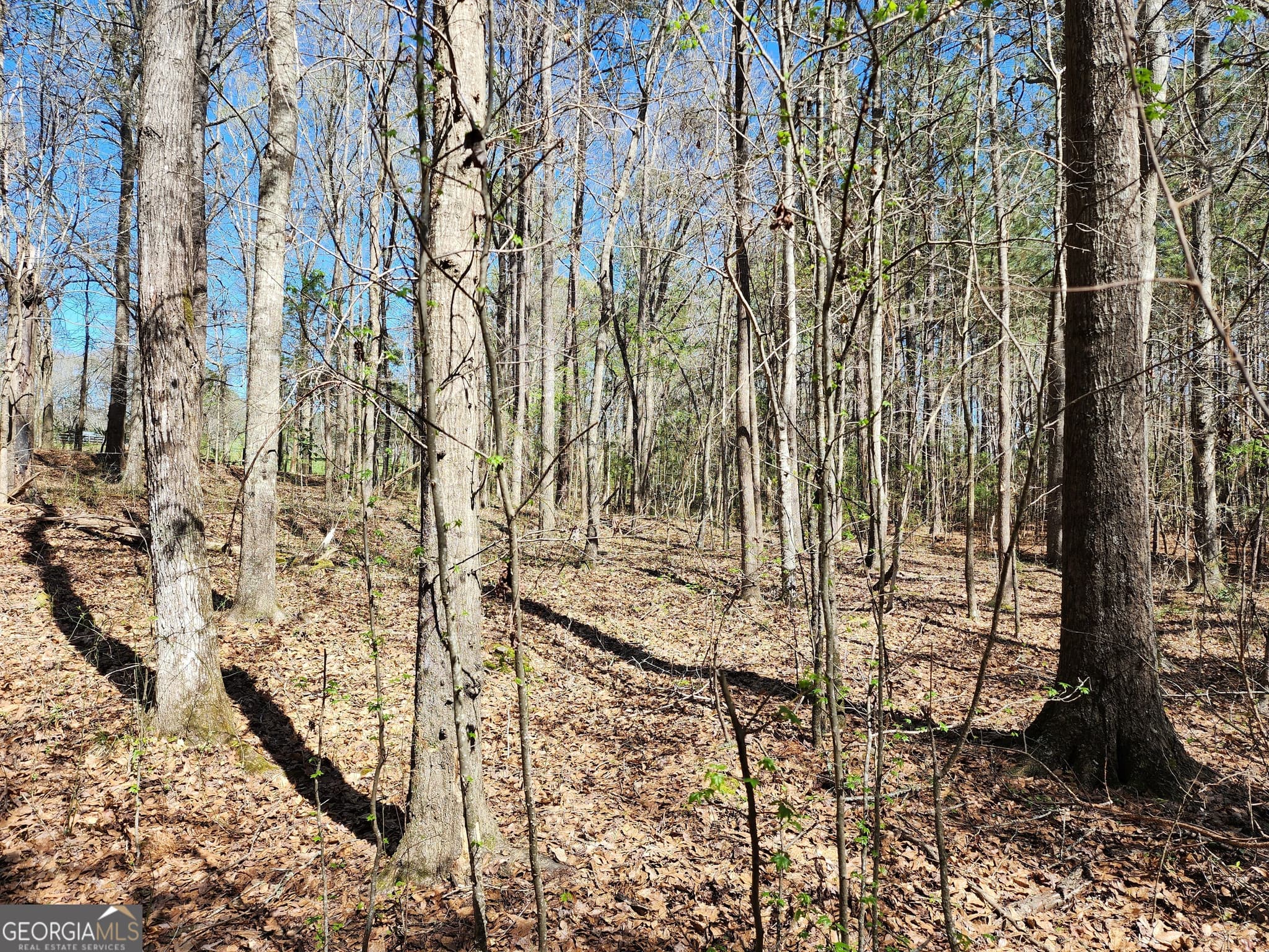 residential lot for sale at 0 Deer Ridge Drive, Hamilton, GA 31811 — photo 8