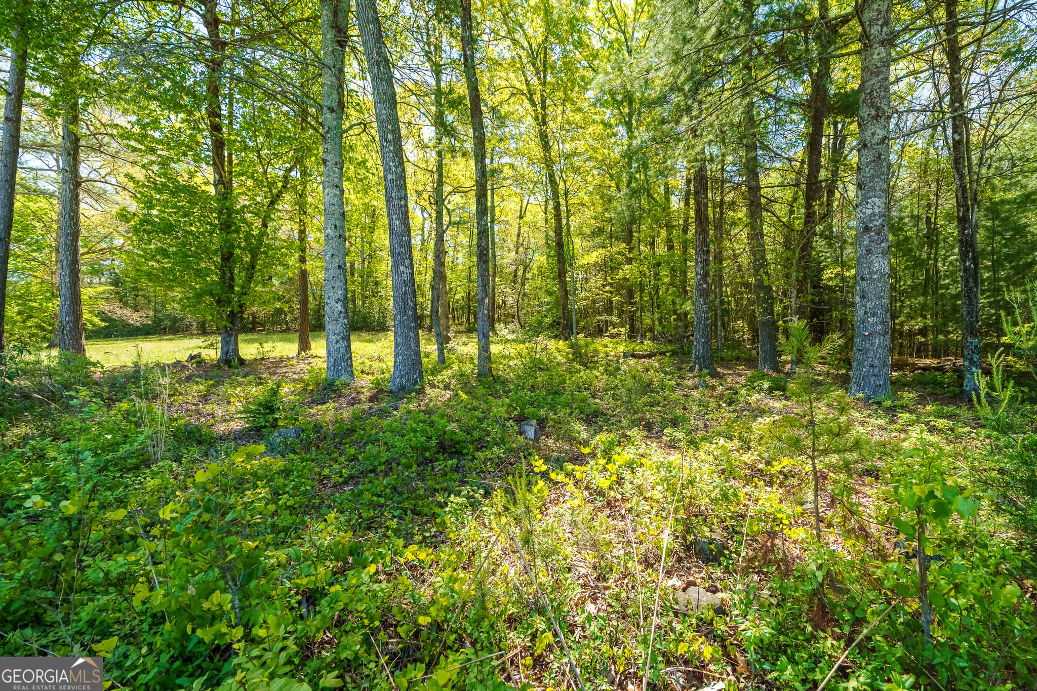 residential lot for sale at LOT 3 Spring Camp Road, Ellijay, GA 30536 — photo 7