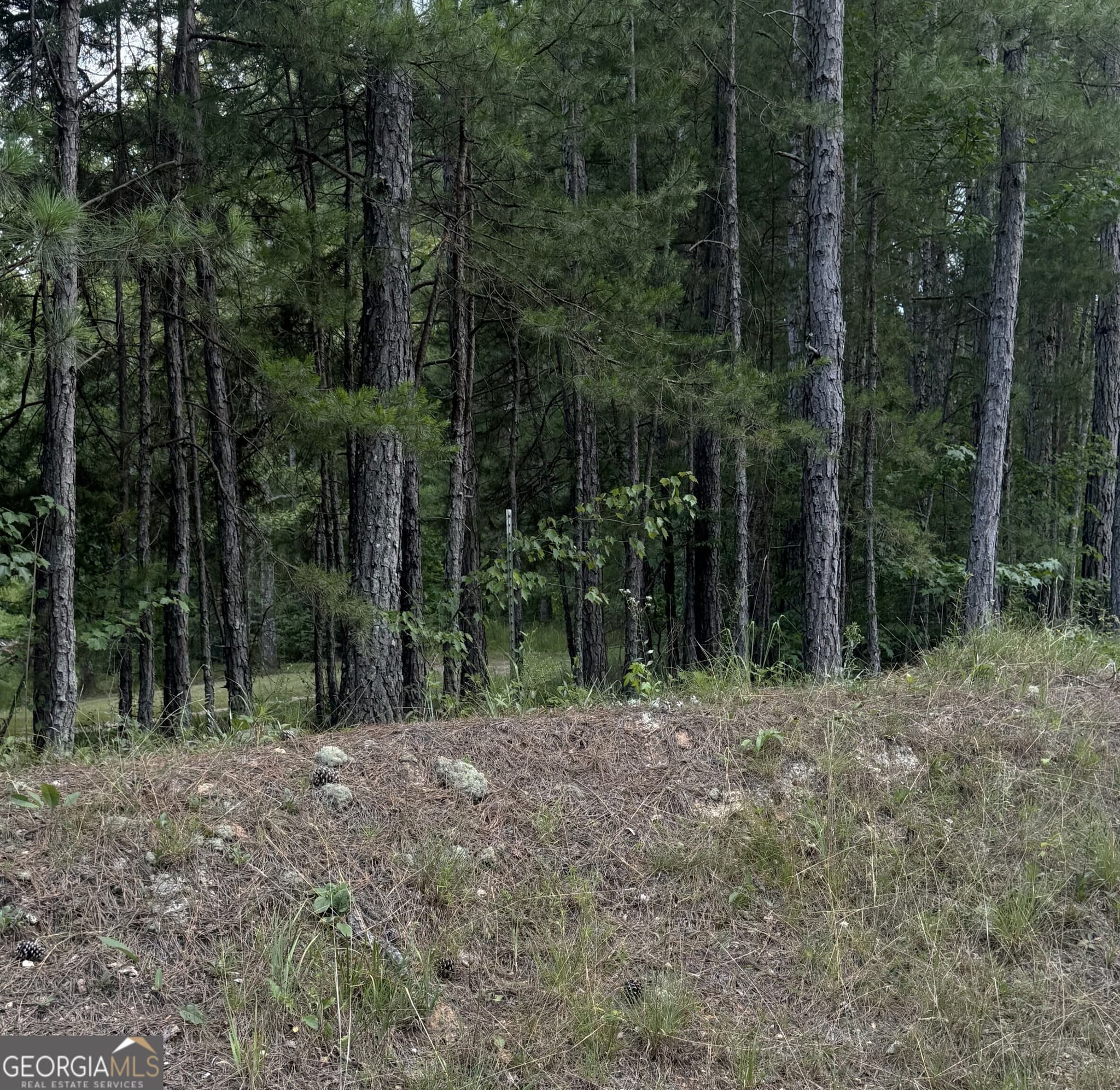 unimproved land for sale at 0 Co Rd 61, Fruithurst, AL 36262 — photo 3
