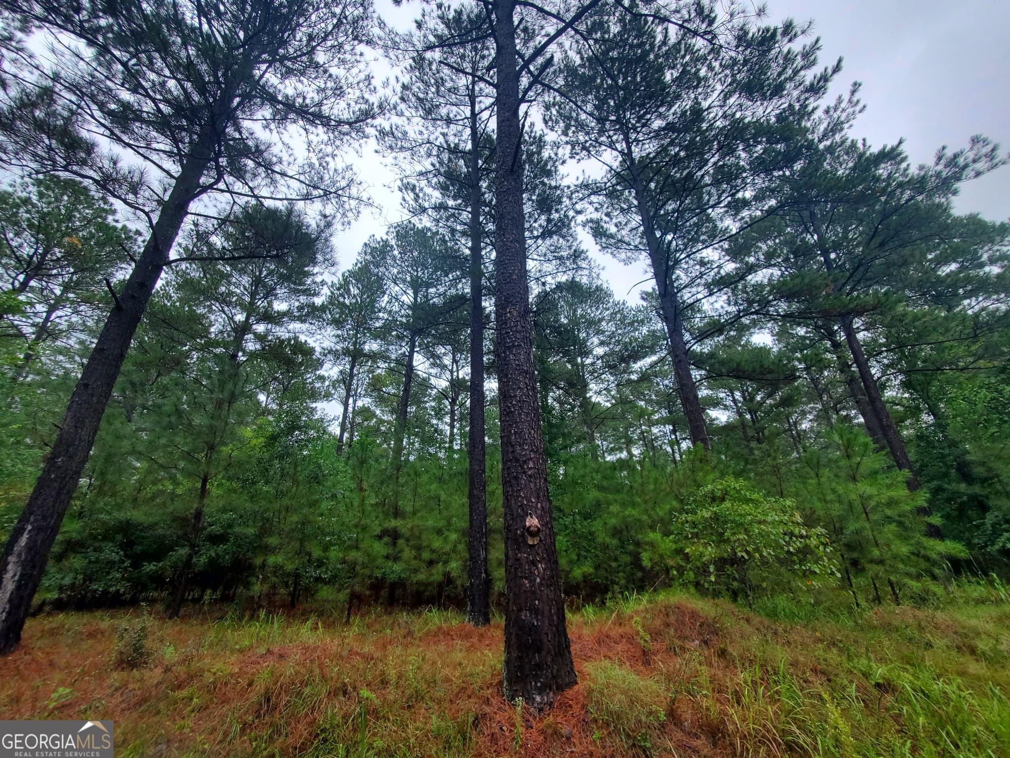 agriculture for sale at 2 Smith Rocky Branch Road, Carlton, GA 30627 — photo 7