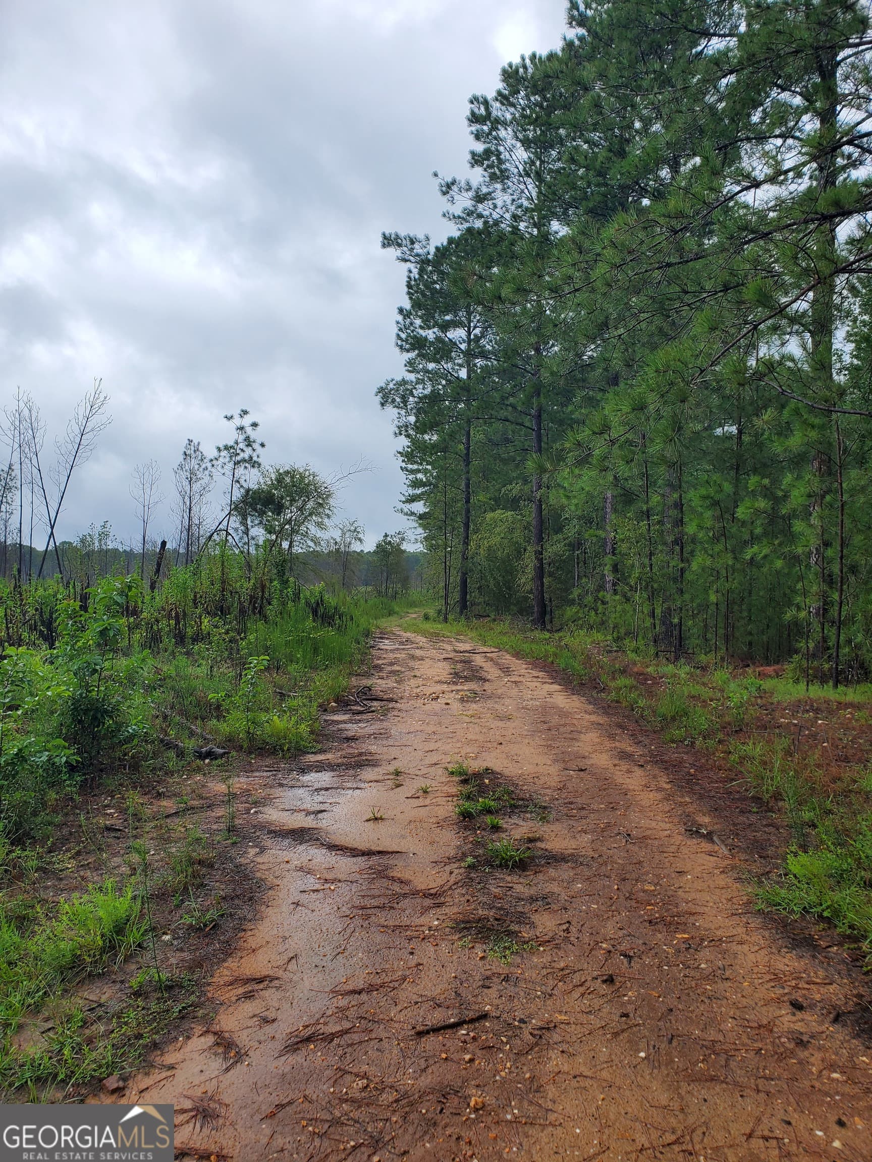 agriculture for sale at 2 Smith Rocky Branch Road, Carlton, GA 30627 — photo 5