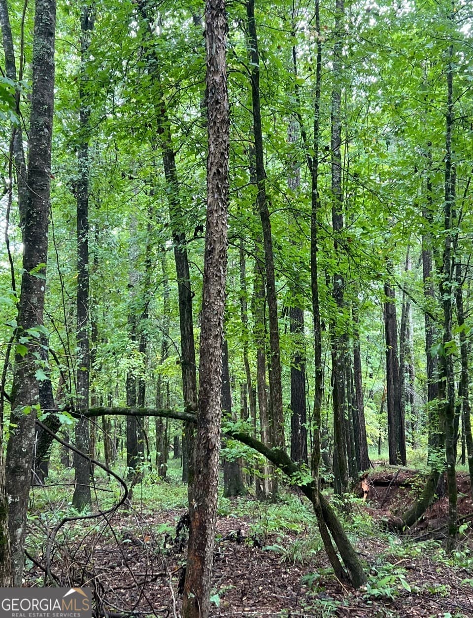 agriculture for sale at 2 Smith Rocky Branch Road, Carlton, GA 30627 — photo 8