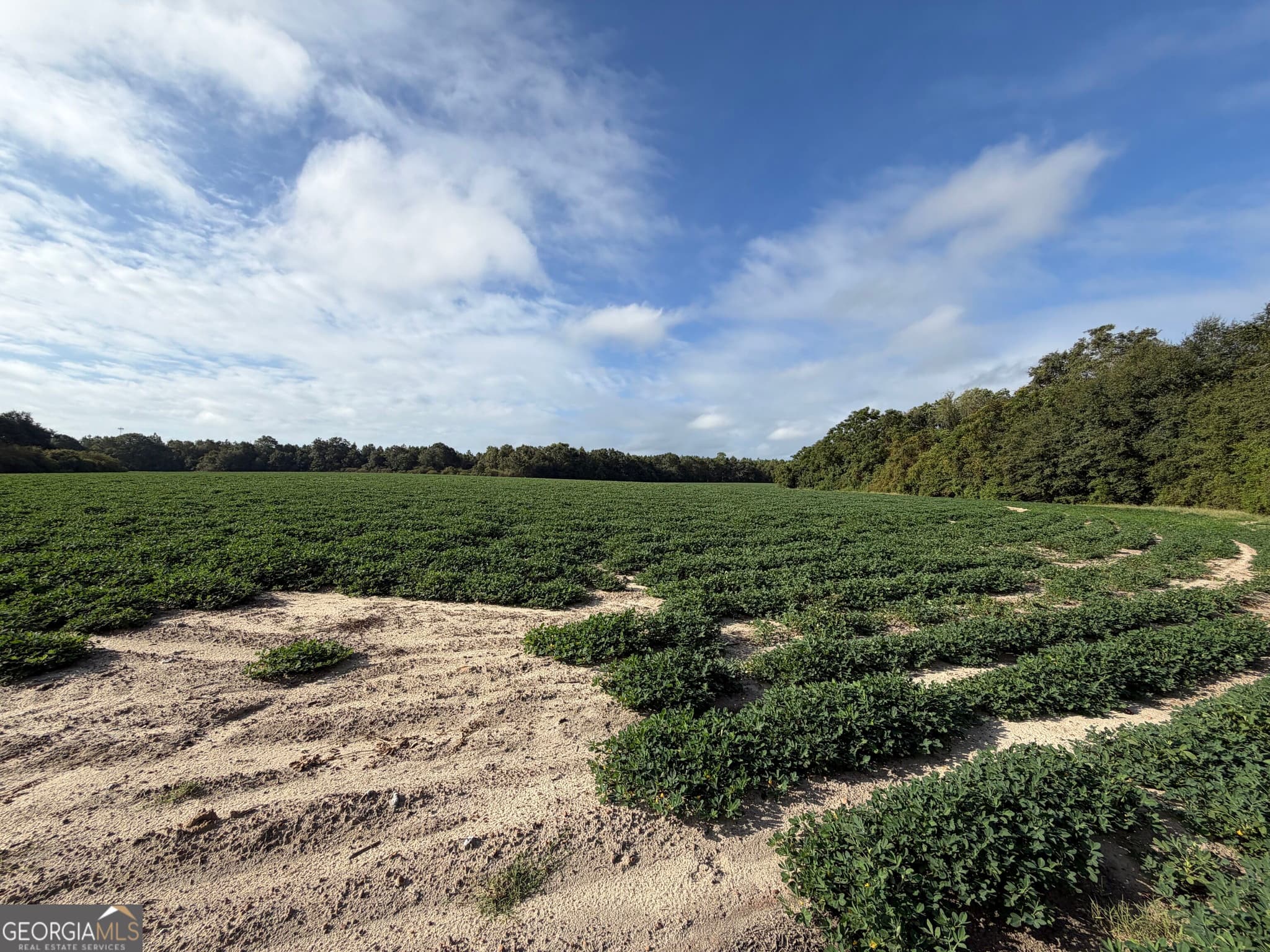 agriculture for sale at 7.5 ACRES Cemetery Road, Rochelle, GA 31079 — photo 3