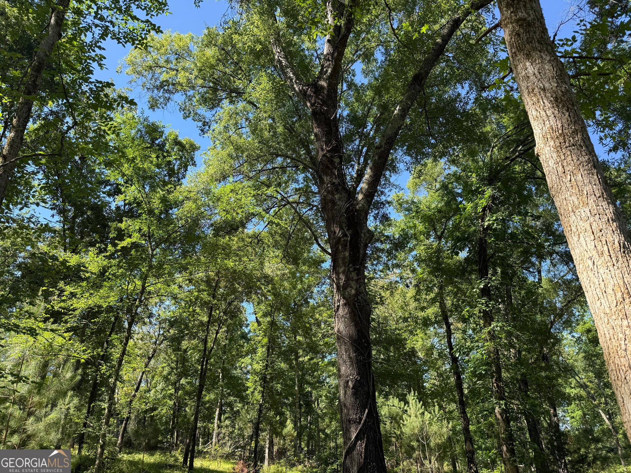 agriculture for sale at 4979 Augusta Highway, Lincolnton, GA 30817 — photo 6