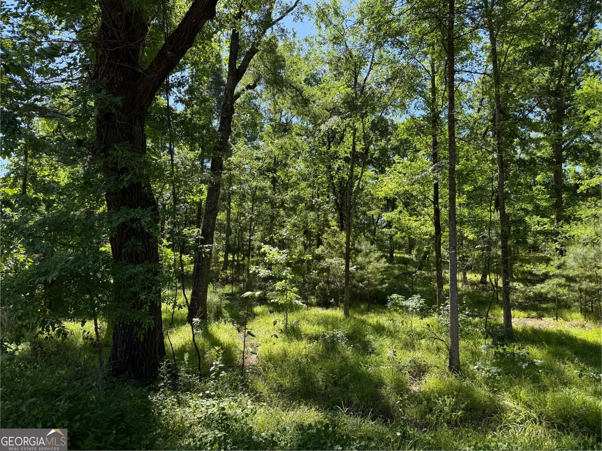 agriculture for sale at 4979 Augusta Highway, Lincolnton, GA 30817 — photo 9