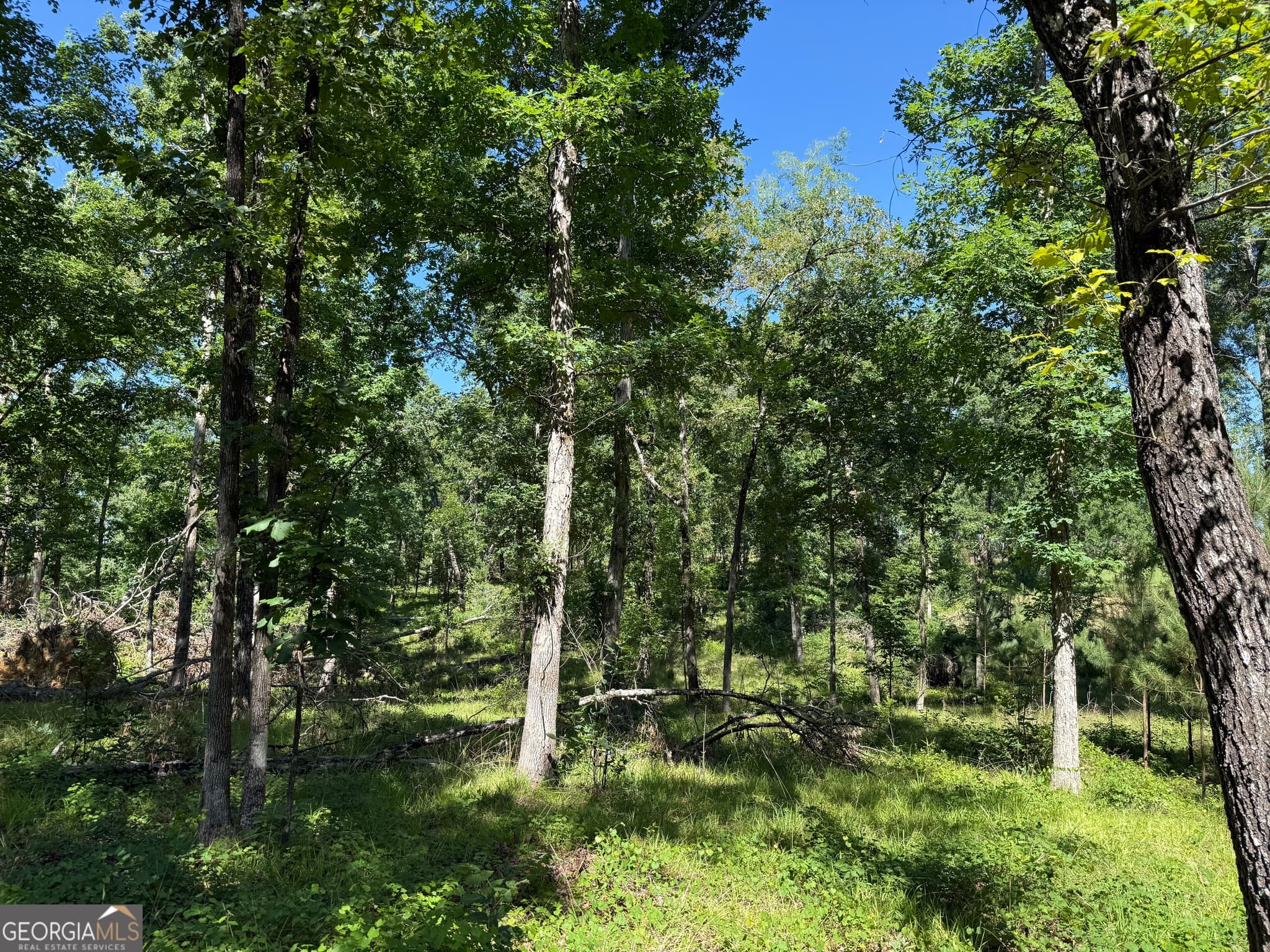 agriculture for sale at 4979 Augusta Highway, Lincolnton, GA 30817 — photo 4