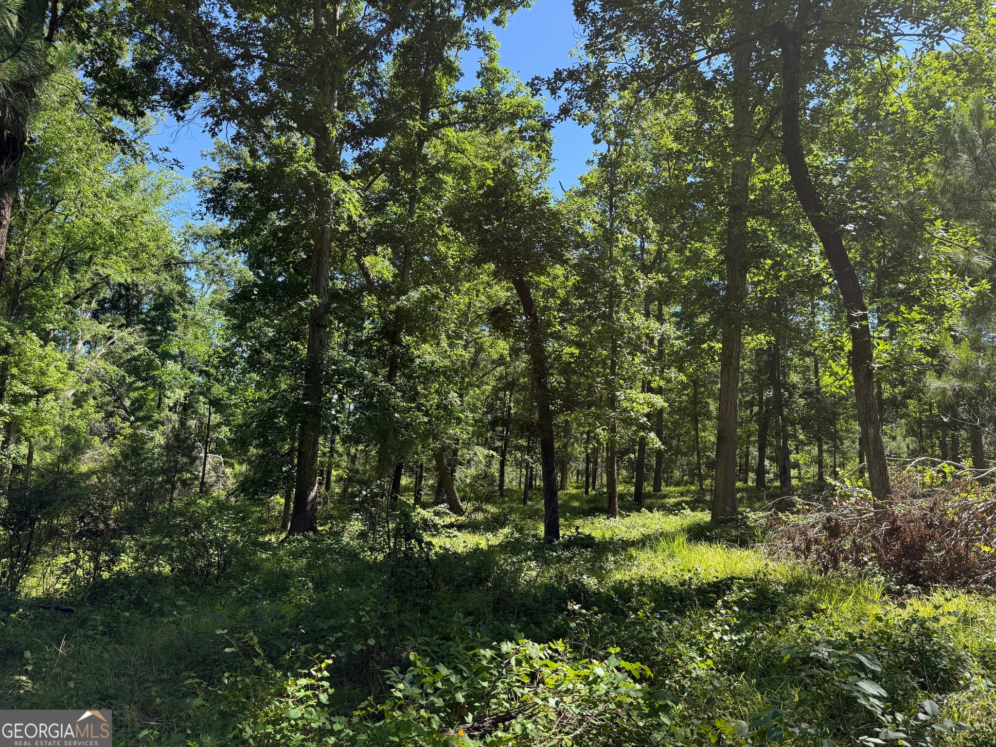 agriculture for sale at 4979 Augusta Highway, Lincolnton, GA 30817 — photo 8