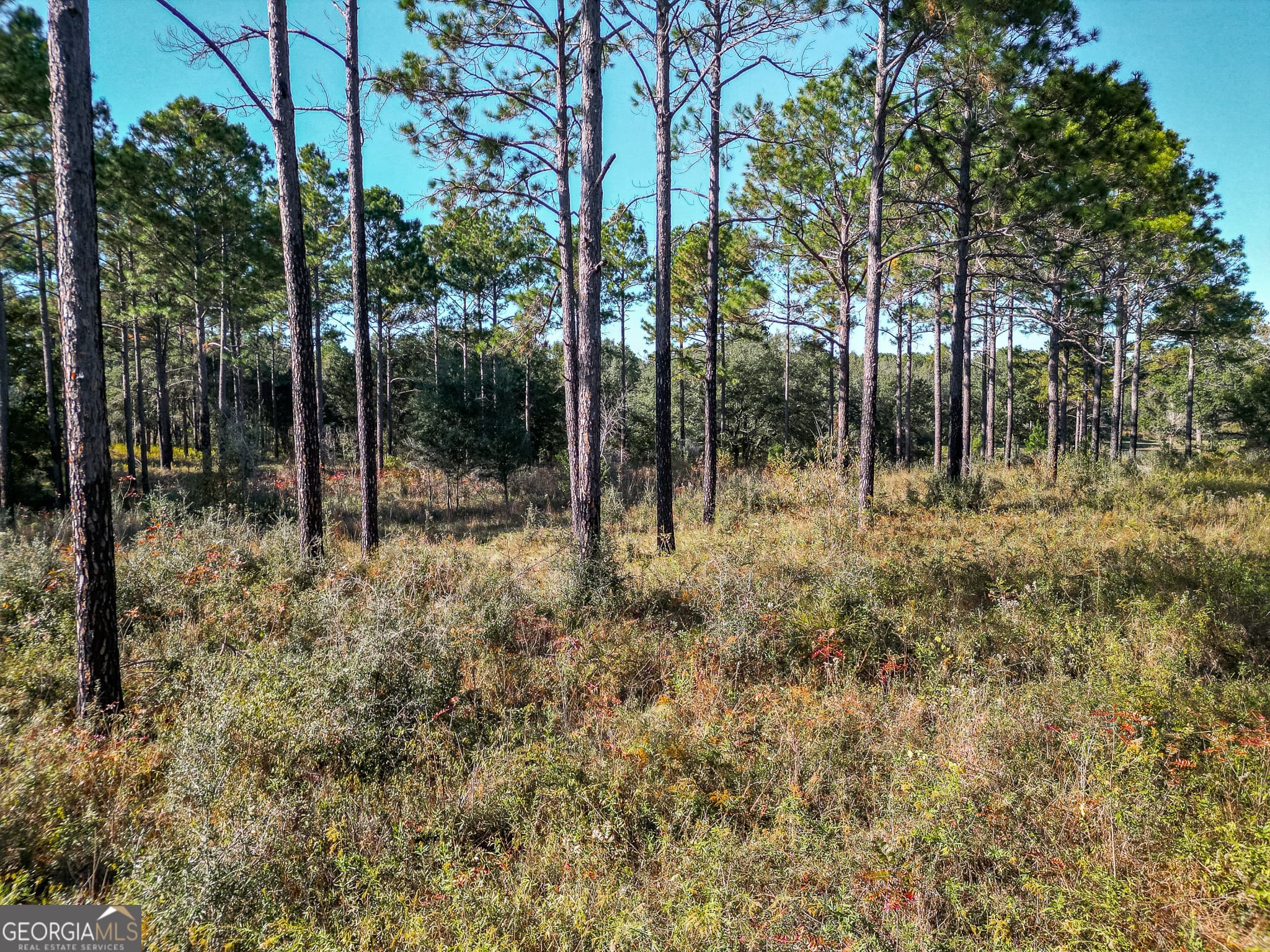 agriculture for sale at 0 New York Road, Leesburg, GA 31763 — photo 3