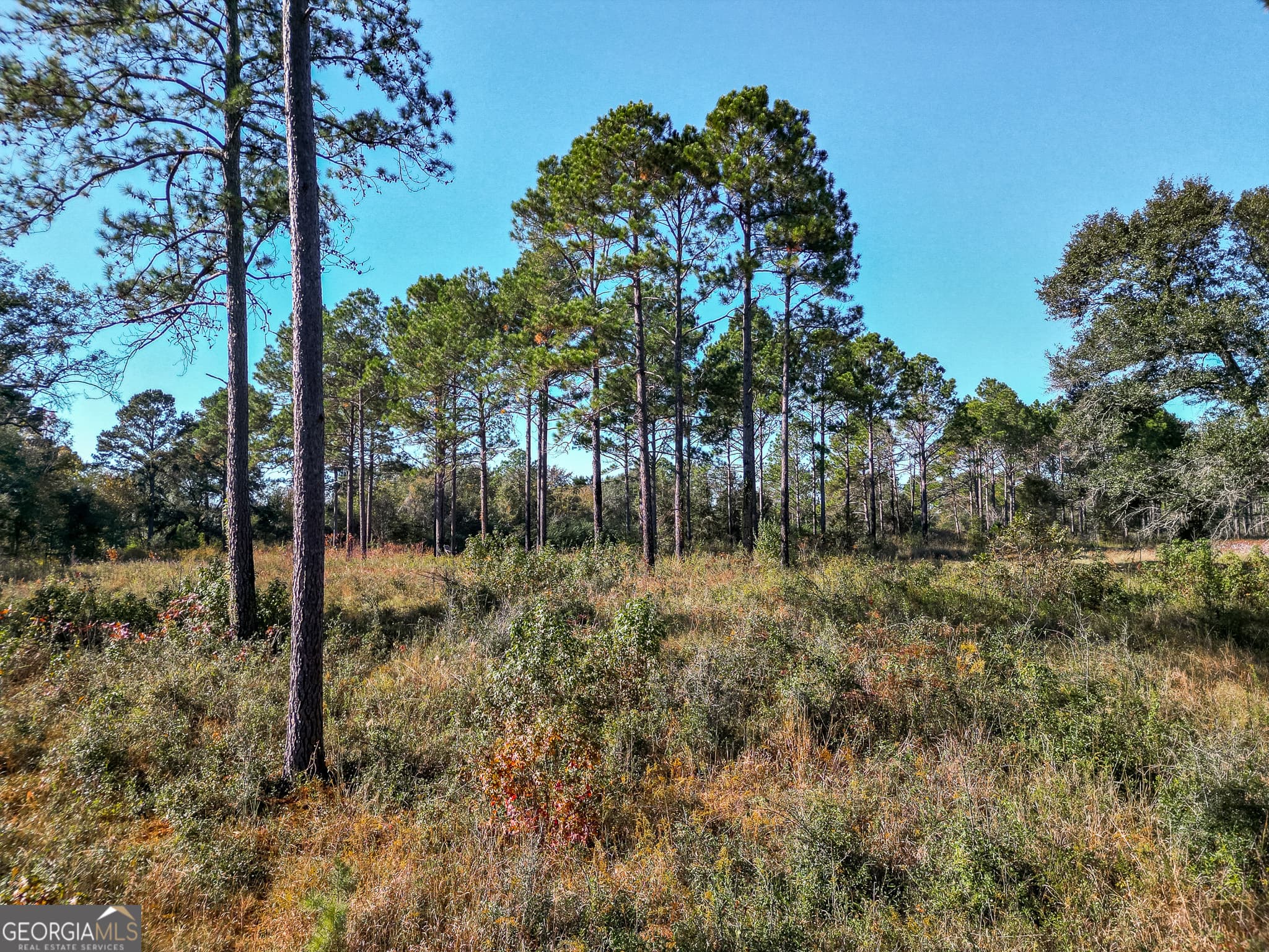 agriculture for sale at 0 New York Road, Leesburg, GA 31763 — photo 8