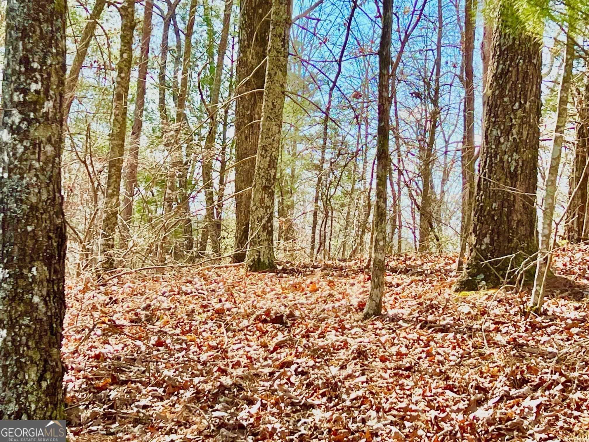 residential lot for sale at 113 Beech Tree Drive, Ellijay, GA 30540 — photo 3