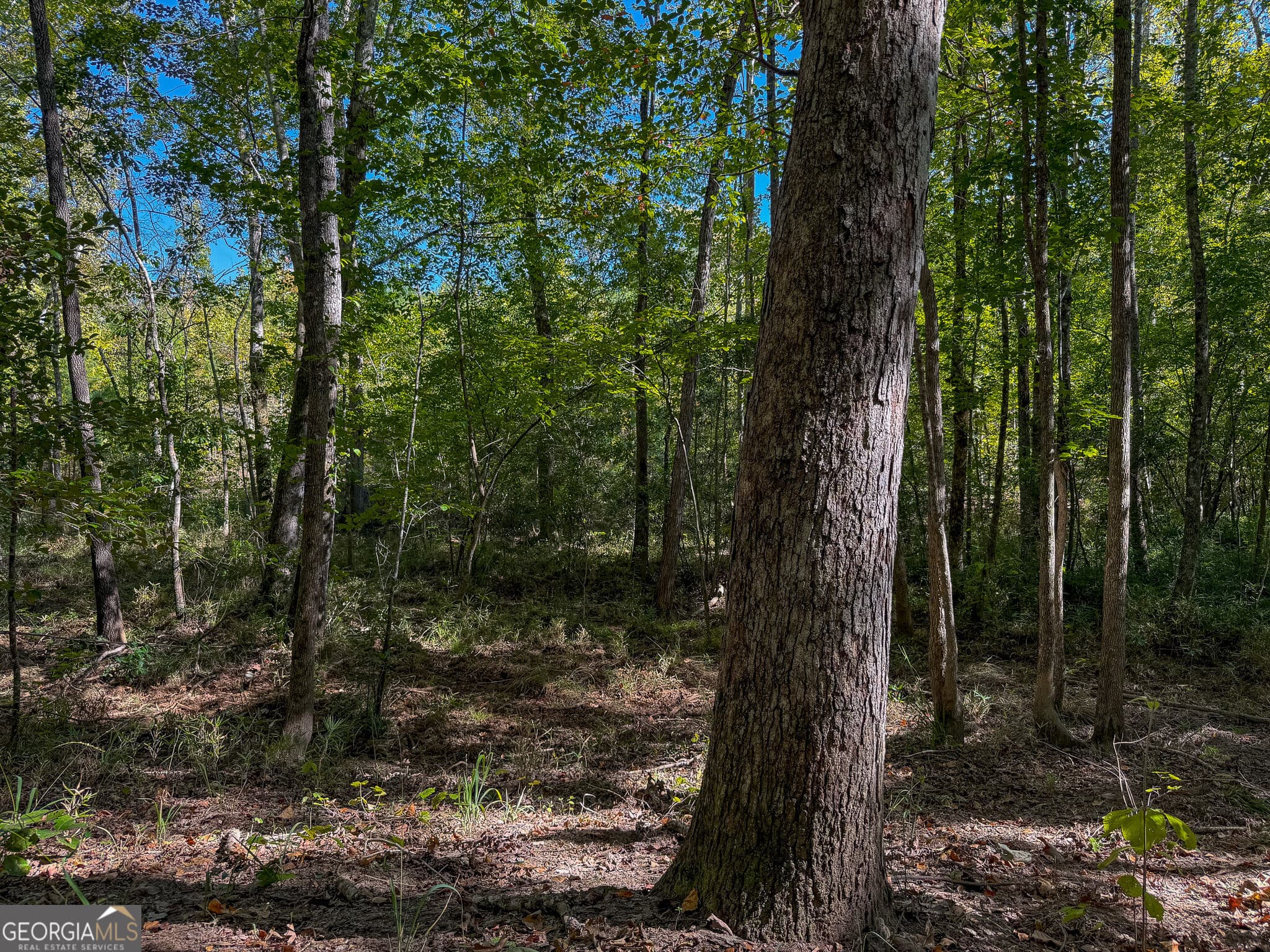 agriculture for sale at 1216 Buddy Boy Thornton Road, Richland, GA 31825 — photo 7