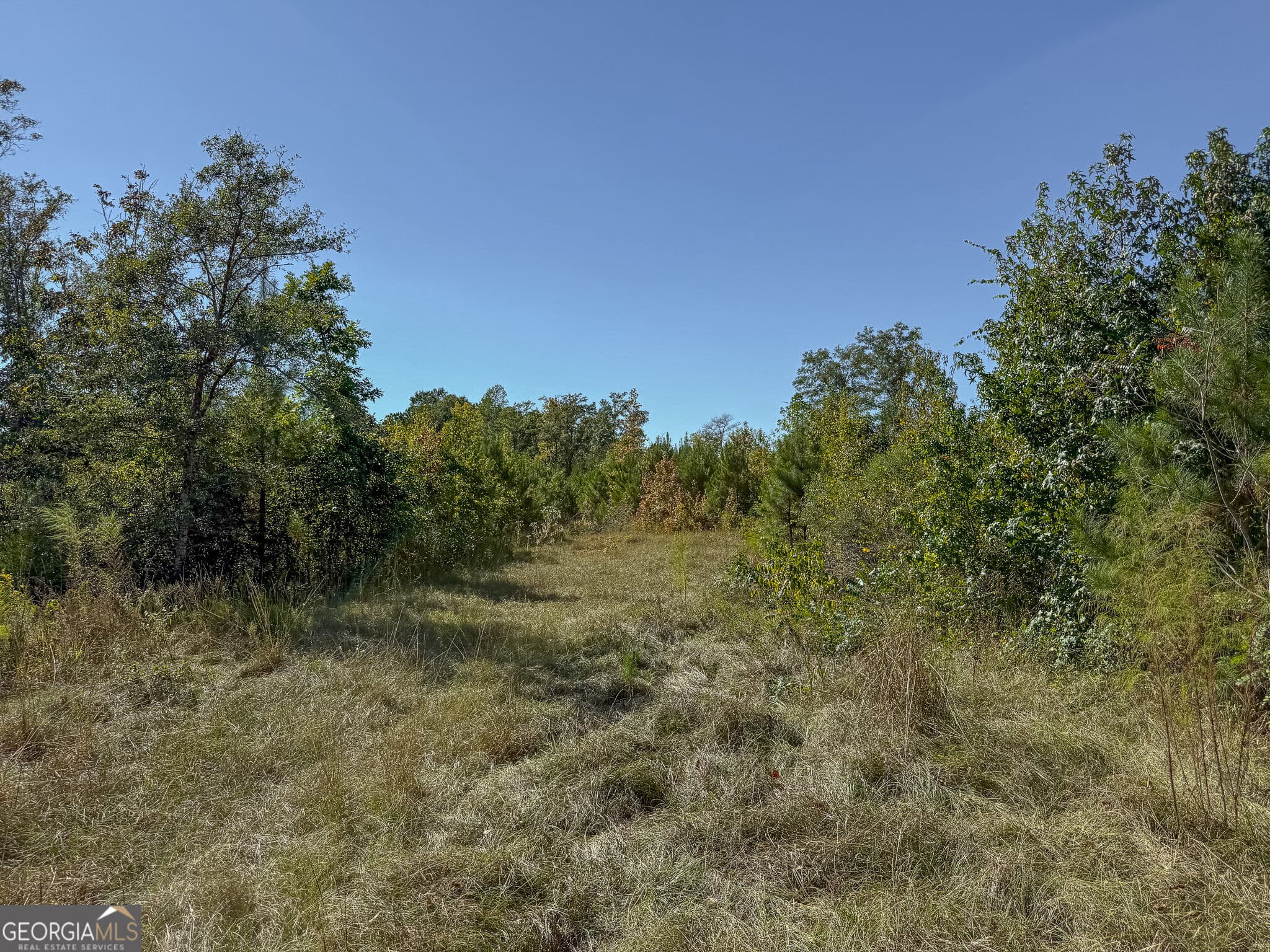 agriculture for sale at 1216 Buddy Boy Thornton Road, Richland, GA 31825 — photo 3
