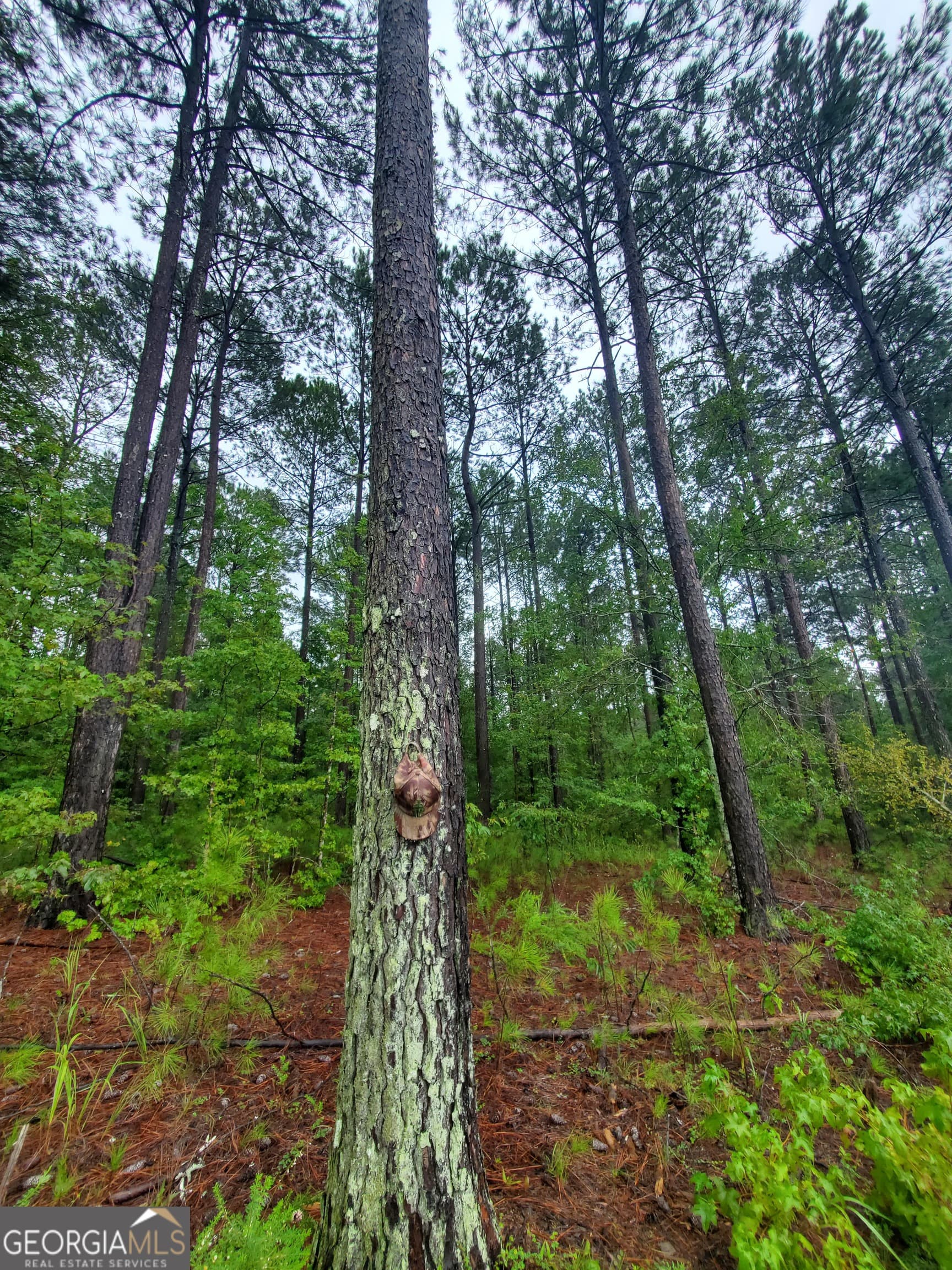 agriculture for sale at 1 Smith Rocky Branch Road, Carlton, GA 30627 — photo 5