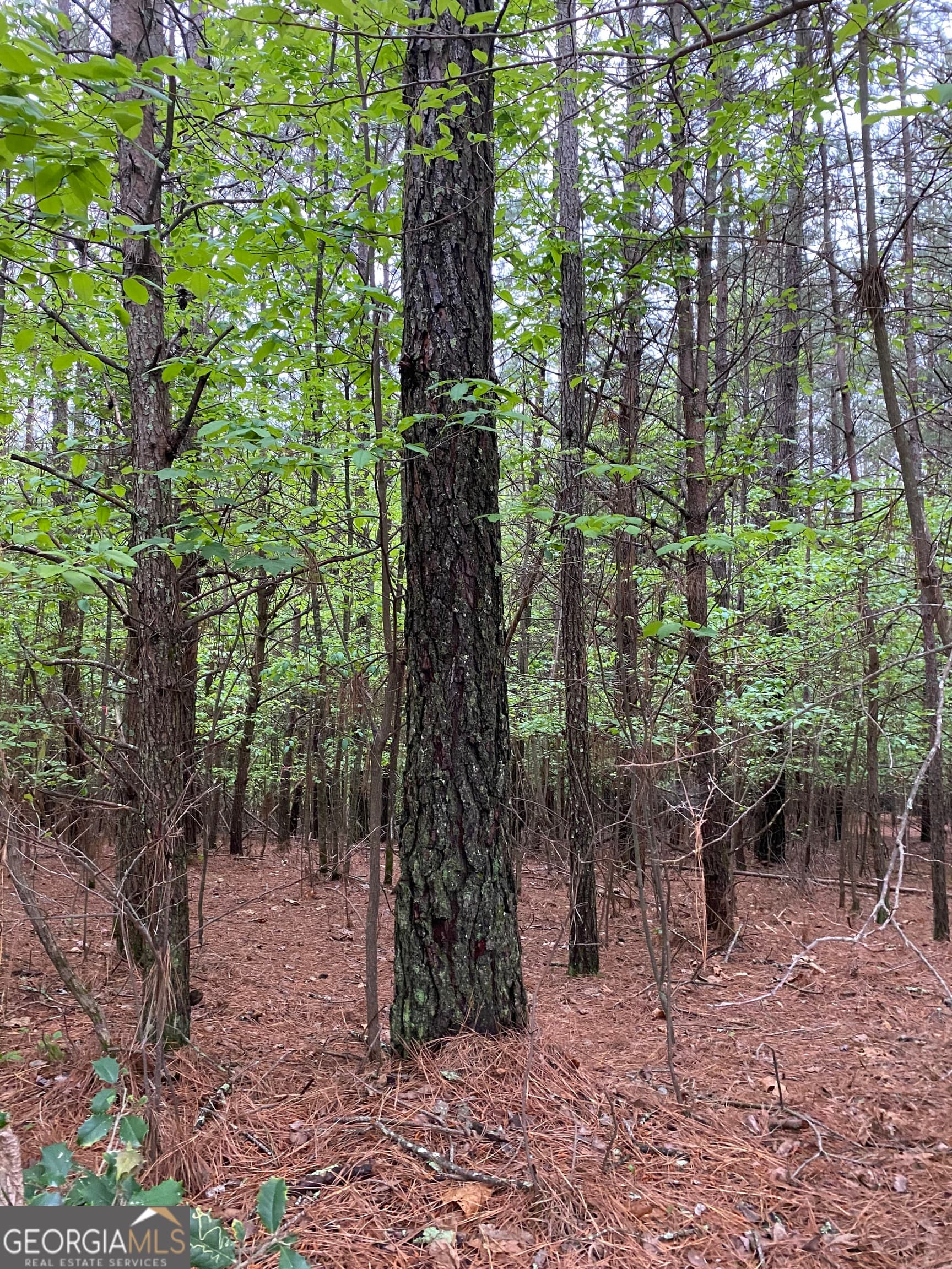 unimproved land for sale at 0 Mull Drive, Mineral Bluff, GA 30559 — photo 1 of 7