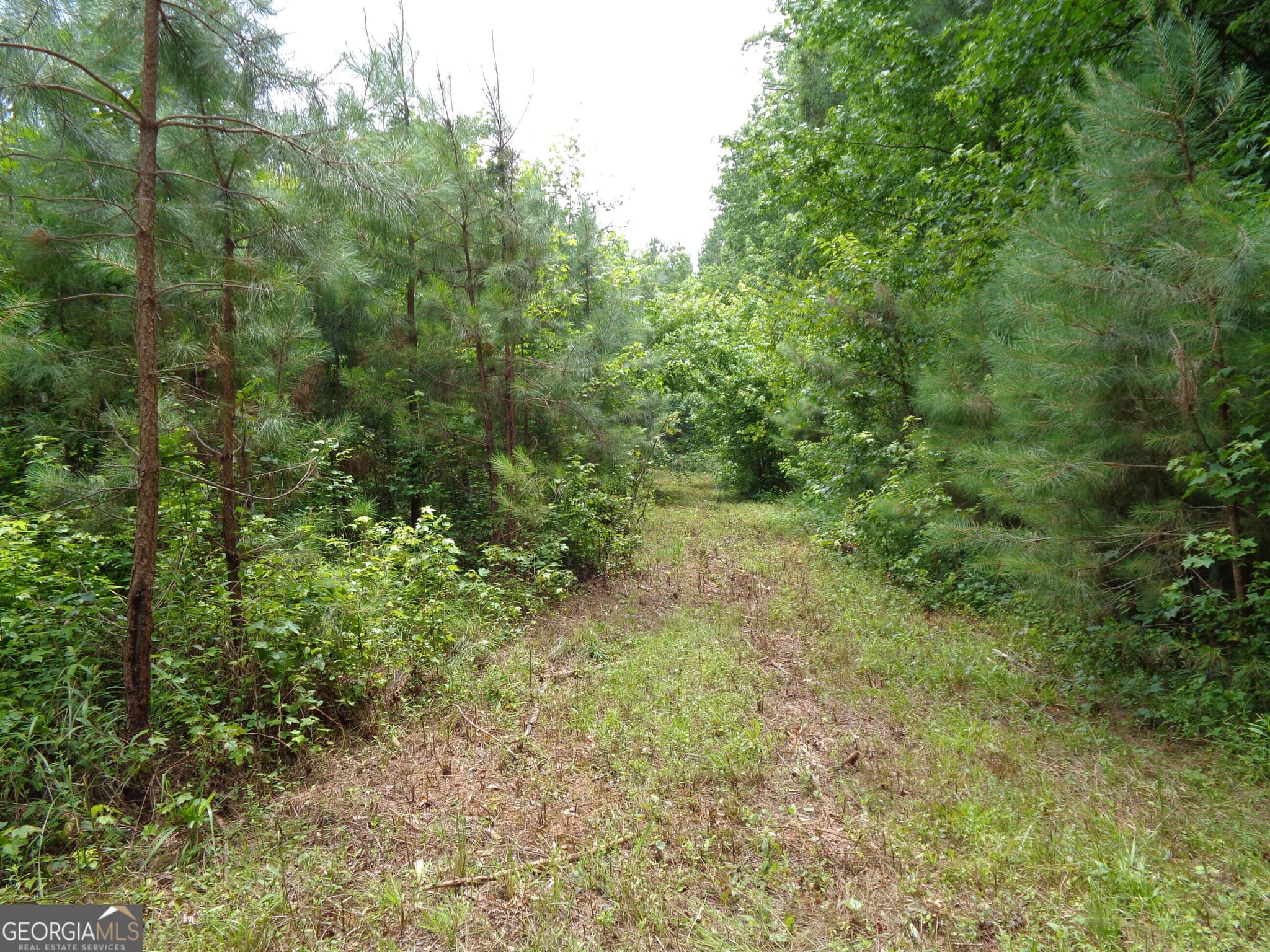agriculture for sale at 2411 Kesler Road, Carnesville, GA 30521 — photo 5