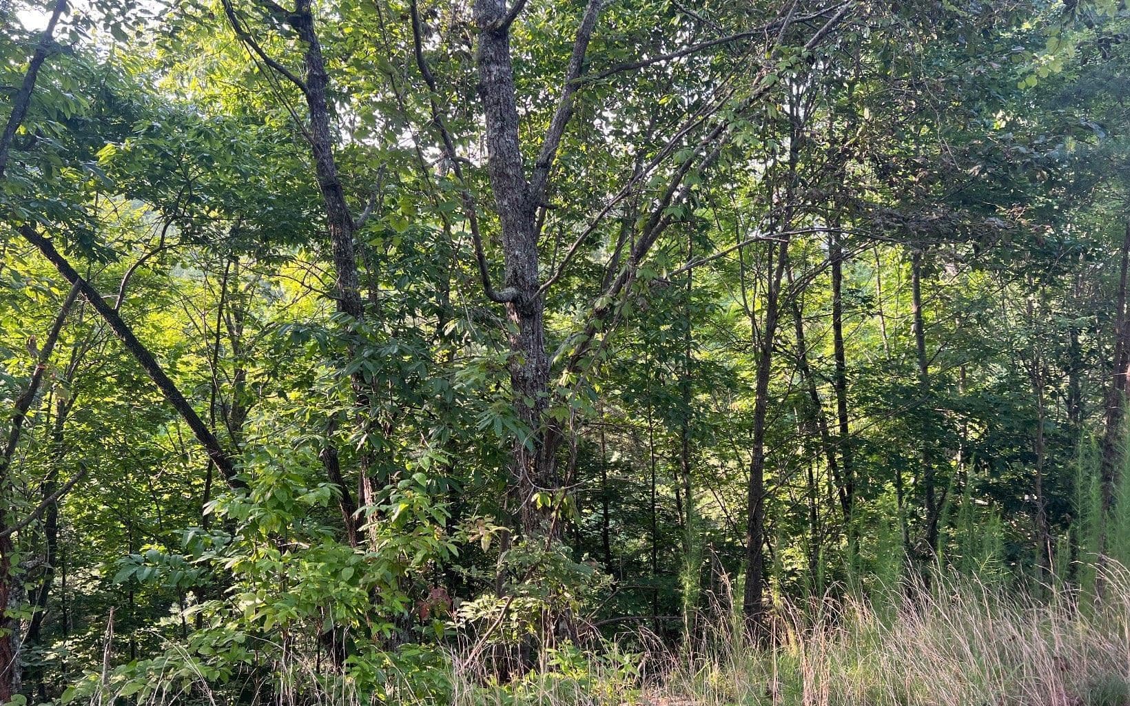 residential lot for sale at LOT 11 Preserve At Beach Mountain, Brasstown, NC 28902 — photo 1 of 12