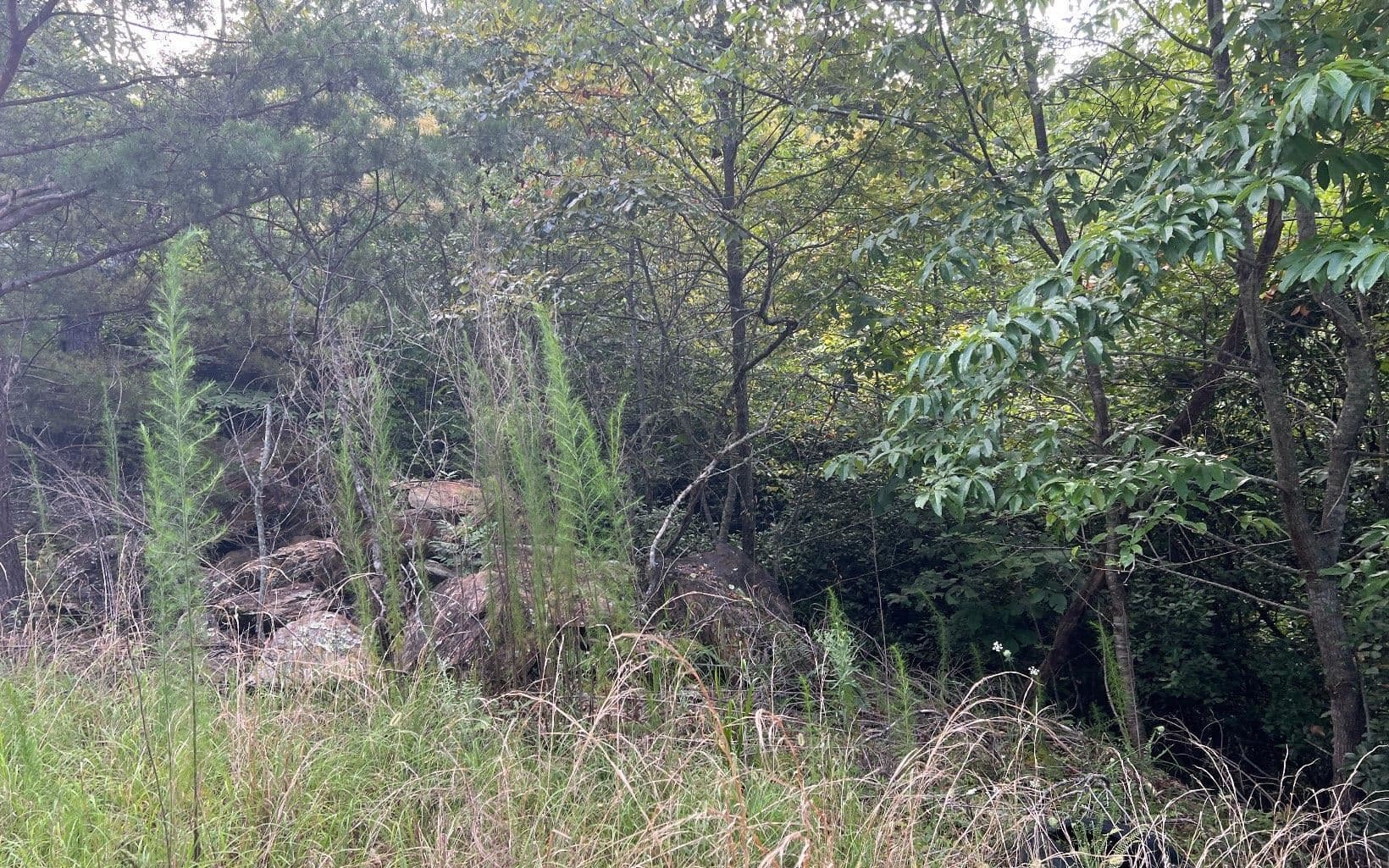 residential lot for sale at LOT 11 Preserve At Beach Mountain, Brasstown, NC 28902 — photo 9