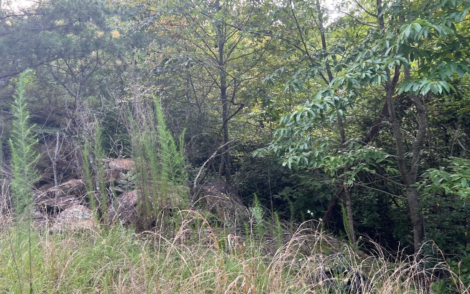 residential lot for sale at LOT 11 Preserve At Beach Mountain, Brasstown, NC 28902 — photo 10