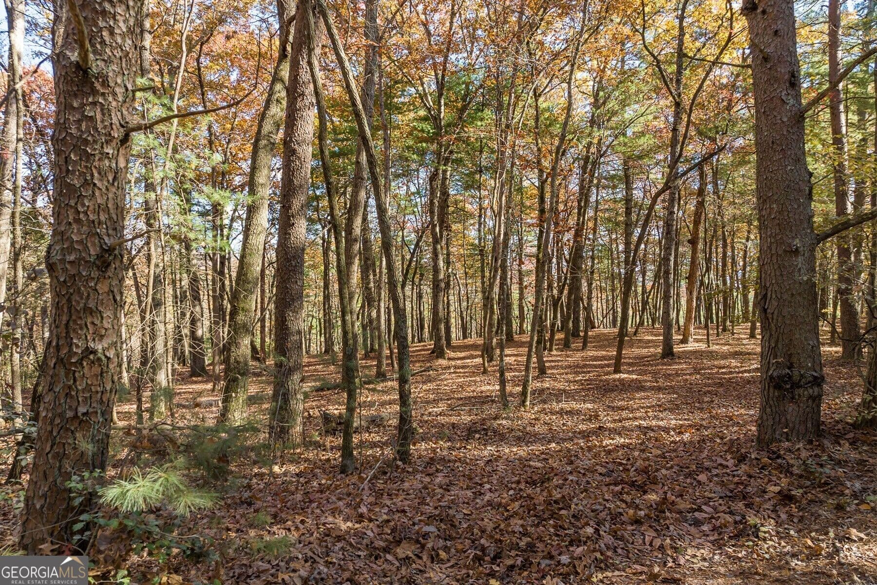 unimproved land for sale at TR 2 Old Anderson Creek, Ellijay, GA 30536 — photo 2