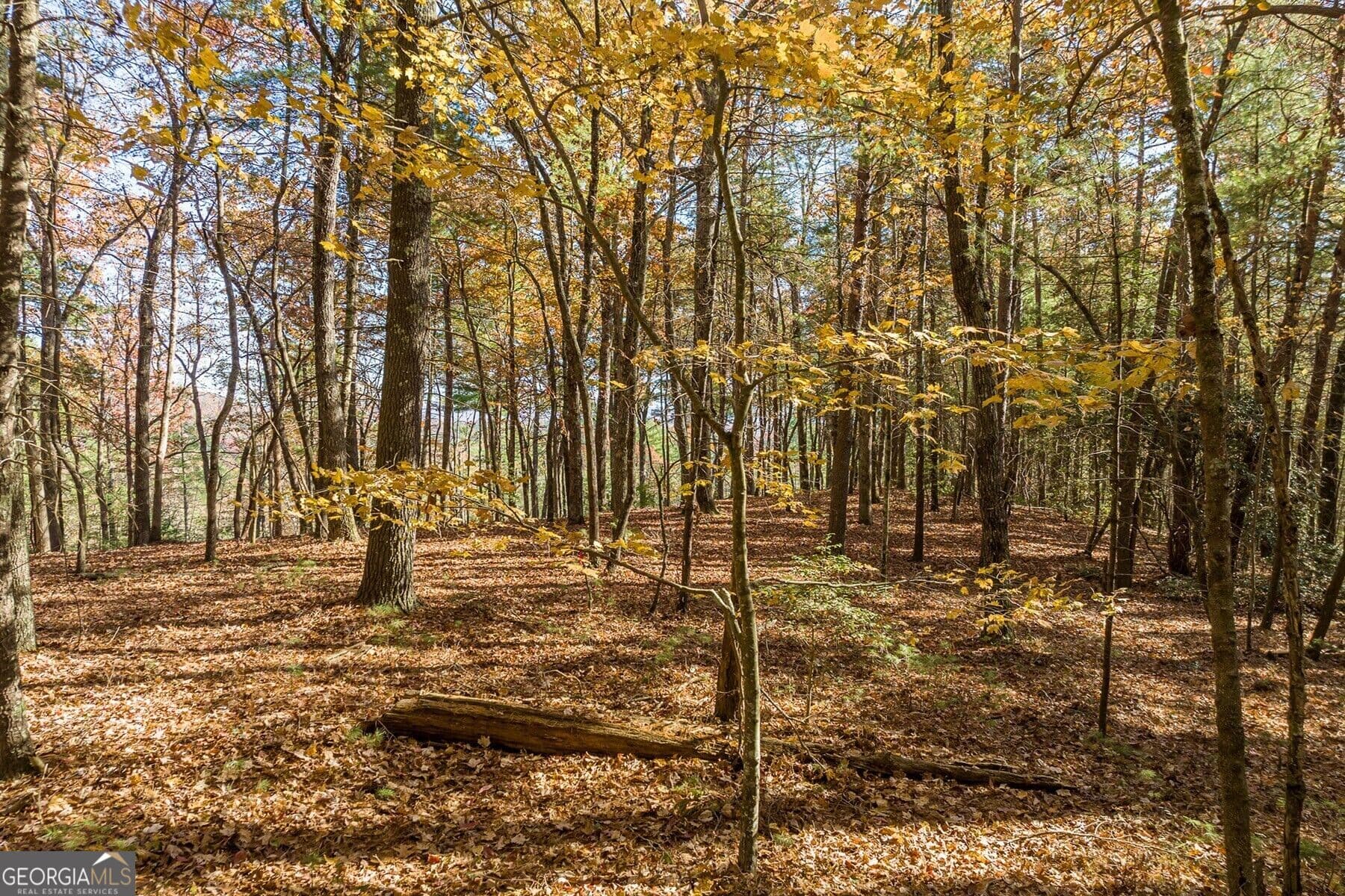 unimproved land for sale at TR 2 Old Anderson Creek, Ellijay, GA 30536 — photo 6