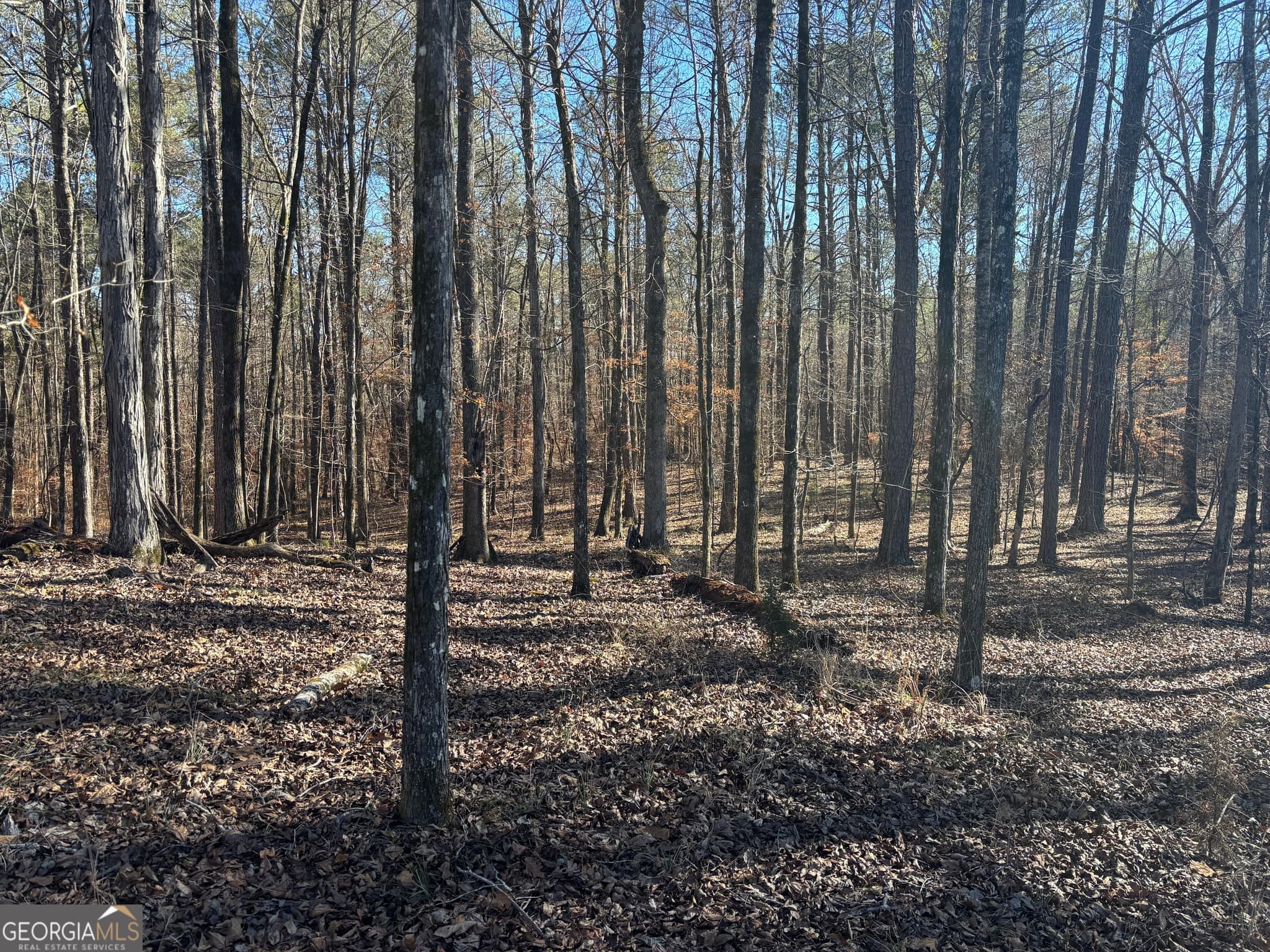 agriculture for sale at 0 Carl Mathis Road, Talbotton, GA 31827 — photo 9
