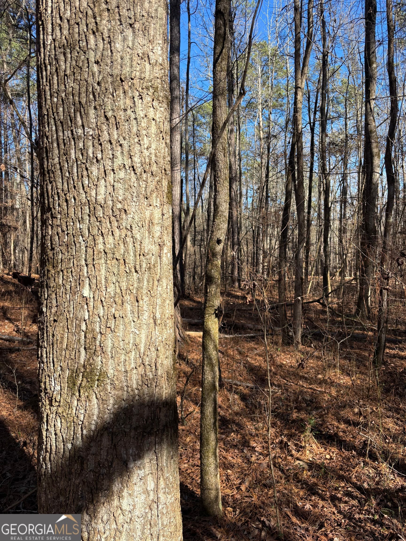 agriculture for sale at 0 Carl Mathis Road, Talbotton, GA 31827 — photo 8