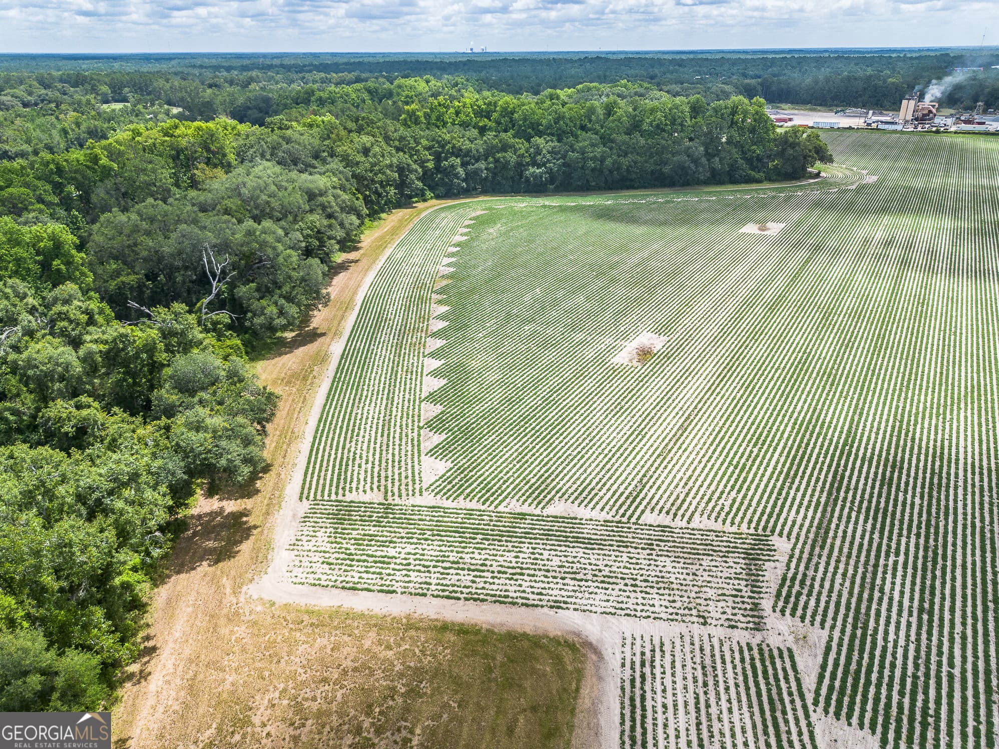agriculture for sale at 0 Nesbitt Road, Odum, GA 31555 — photo 6