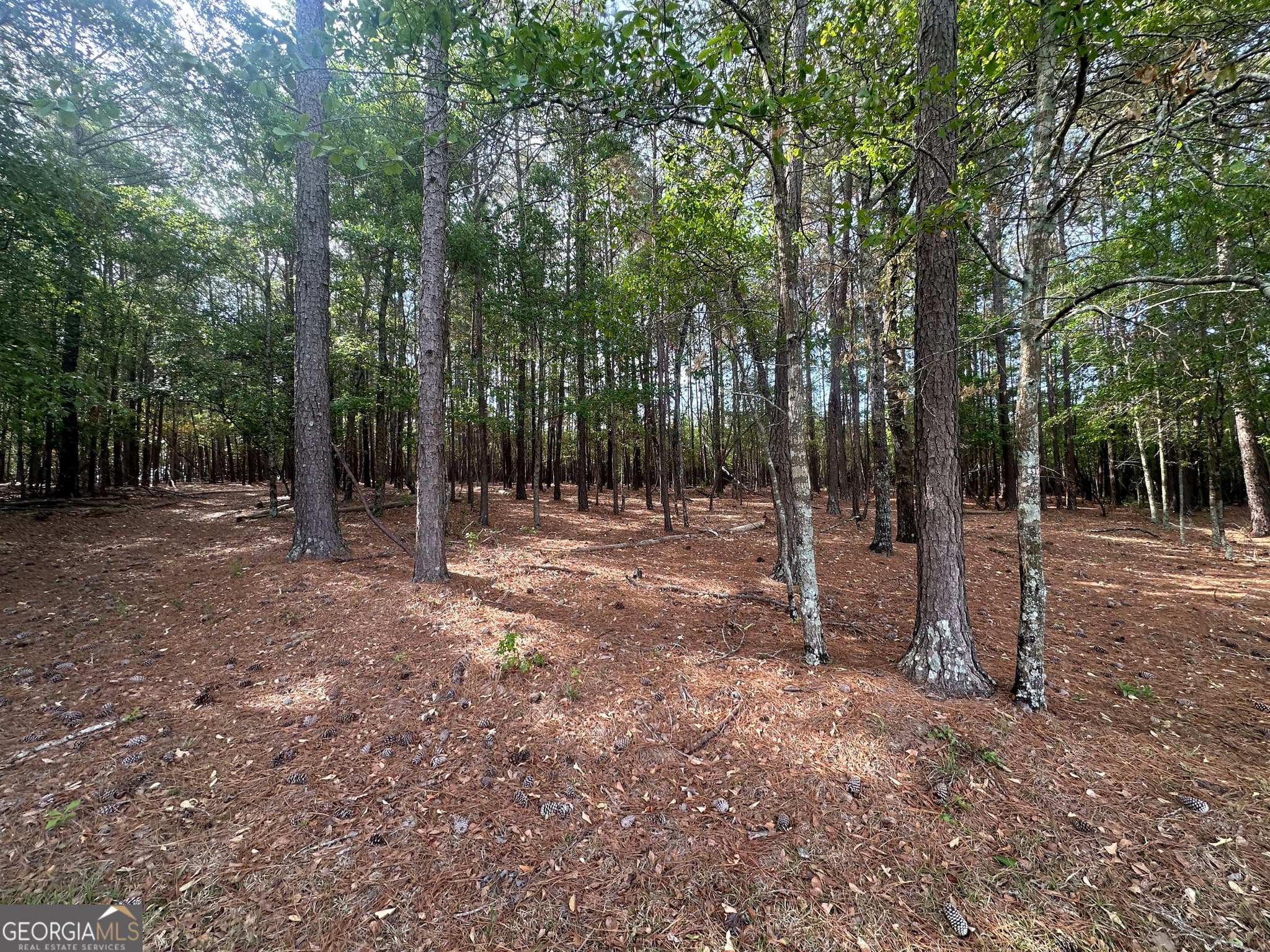 agriculture for sale at 1309 Jarrell Pond Road, Sylvania, GA 30467 — photo 7