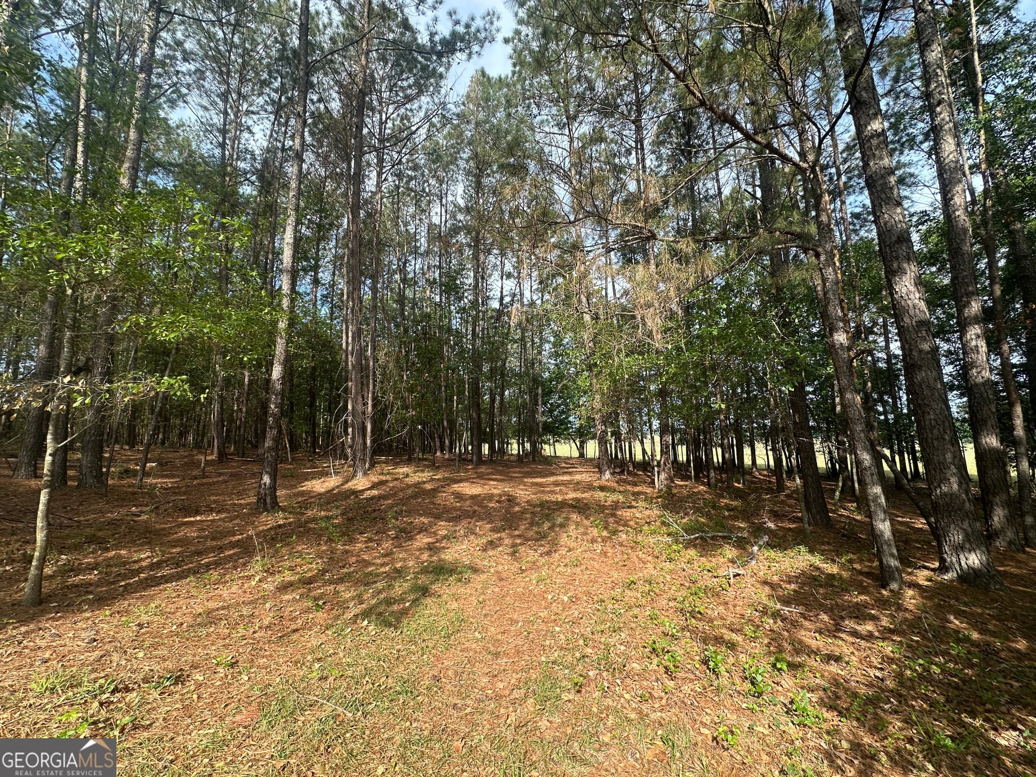 agriculture for sale at 1309 Jarrell Pond Road, Sylvania, GA 30467 — photo 10
