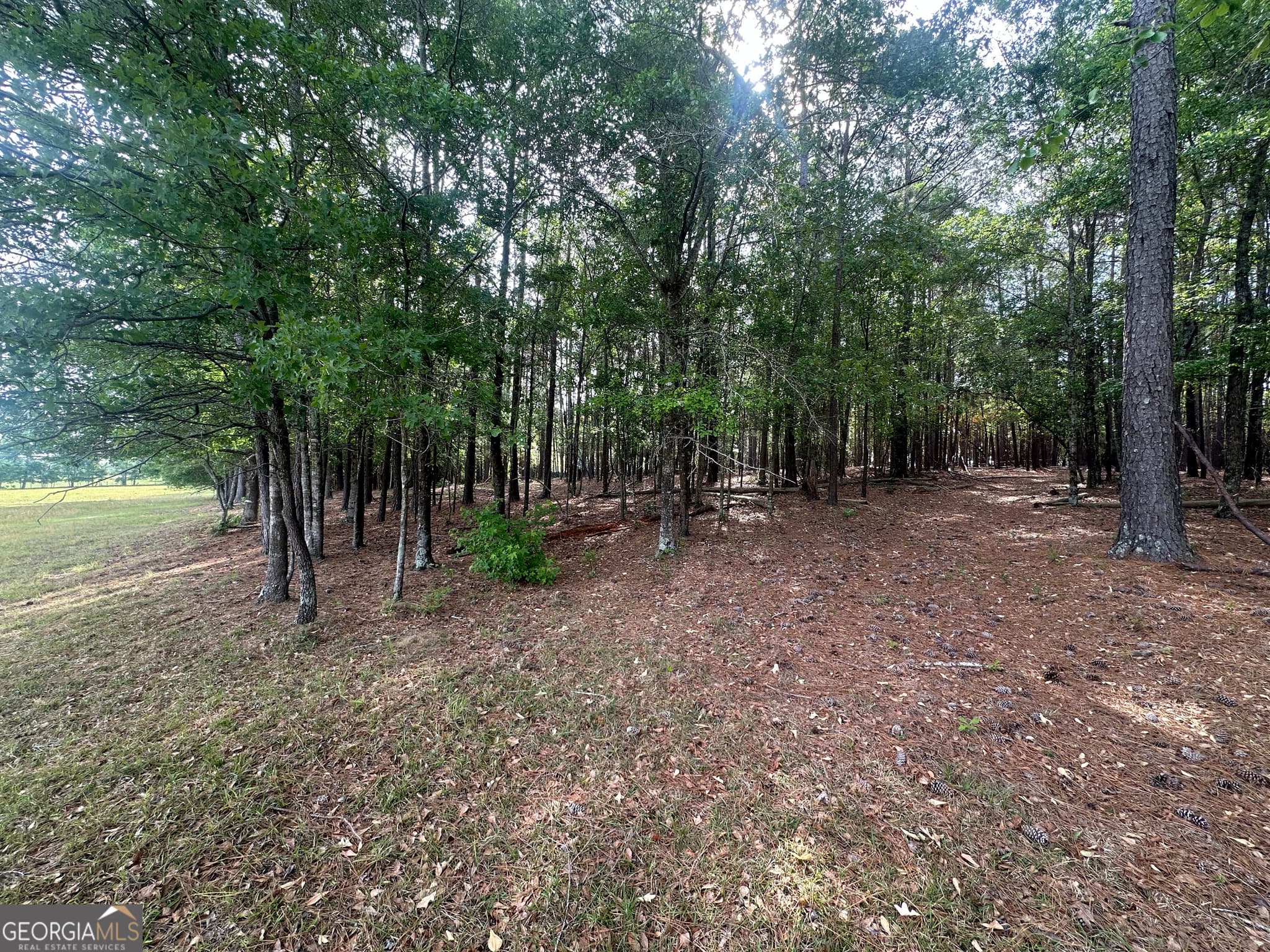 agriculture for sale at 1309 Jarrell Pond Road, Sylvania, GA 30467 — photo 8