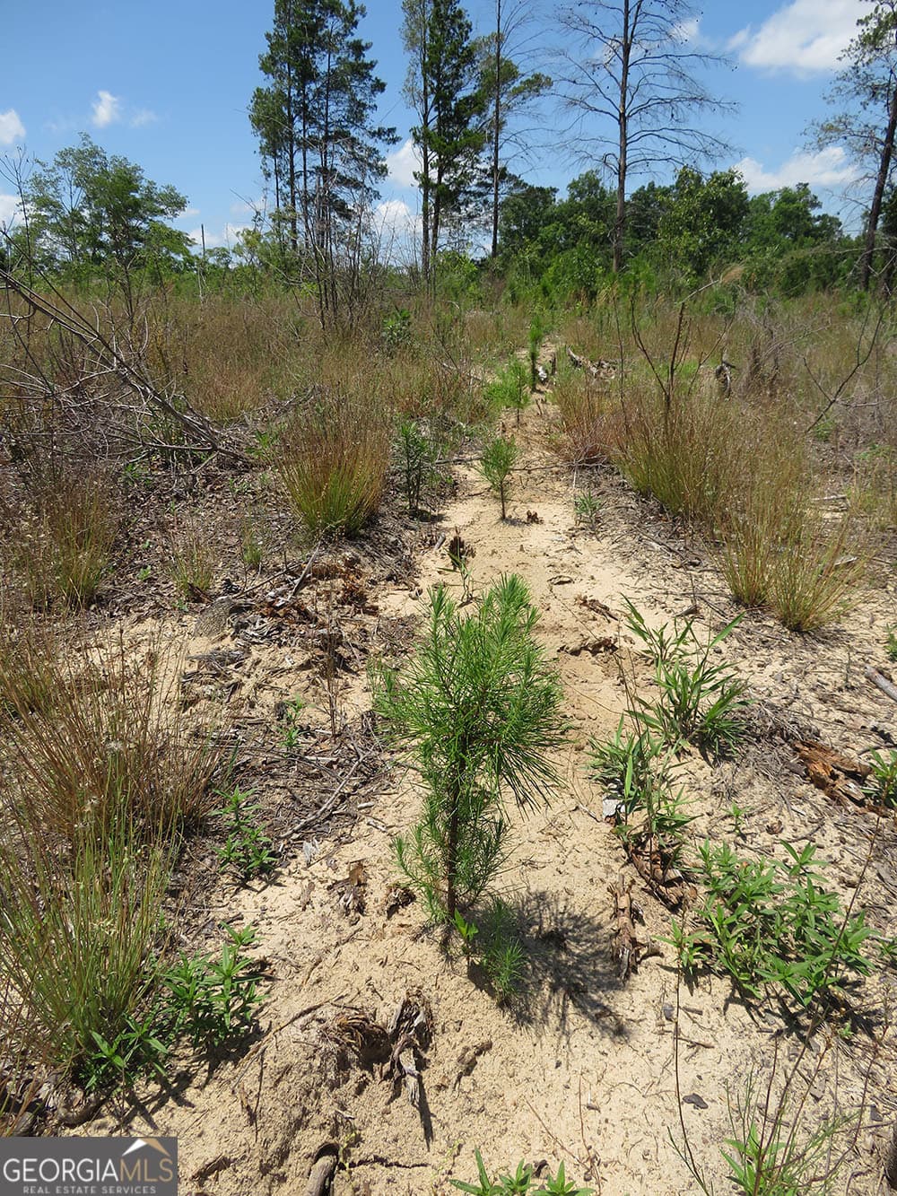 residential lot for sale at 1 C Pineville Road, Buena Vista, GA 31803 — photo 4