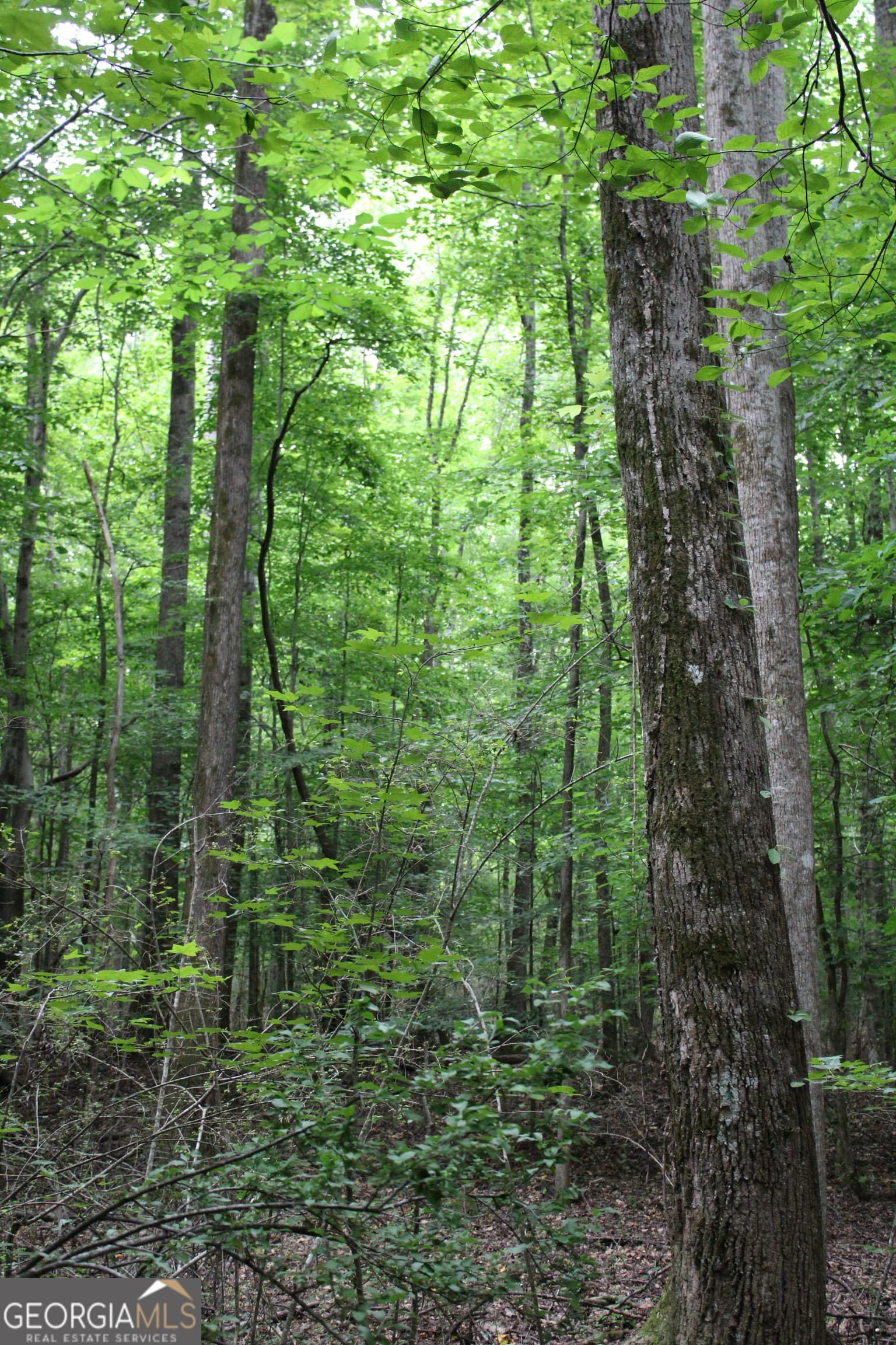 estate lot for sale at 4 Garnett Ward Road, Hull, GA 30646 — photo 4