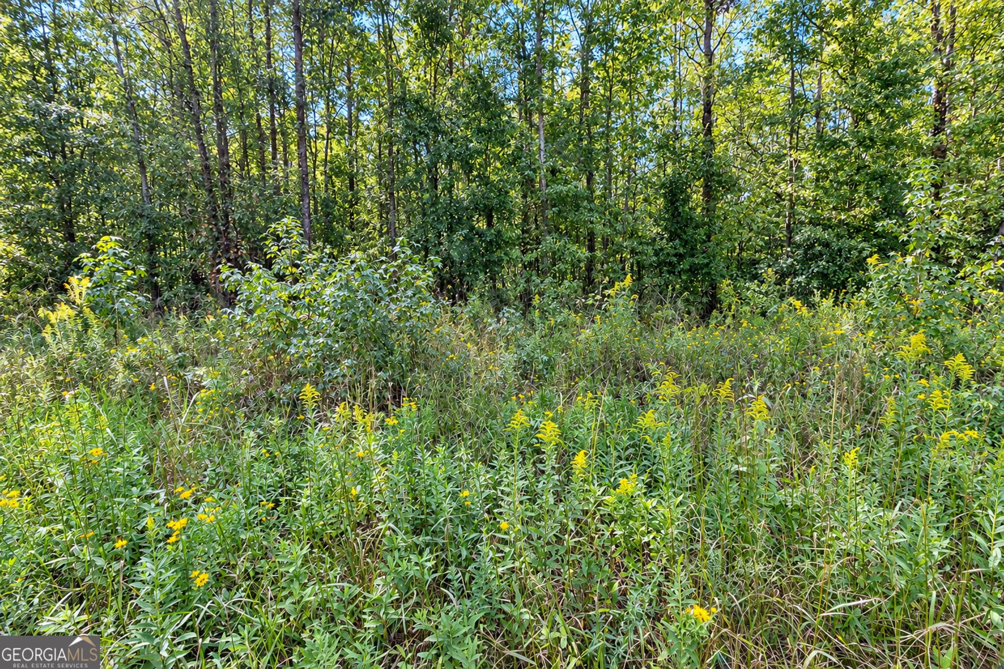 unimproved land for sale at 0 Ridgeway Road, Trion, GA 30753 — photo 6