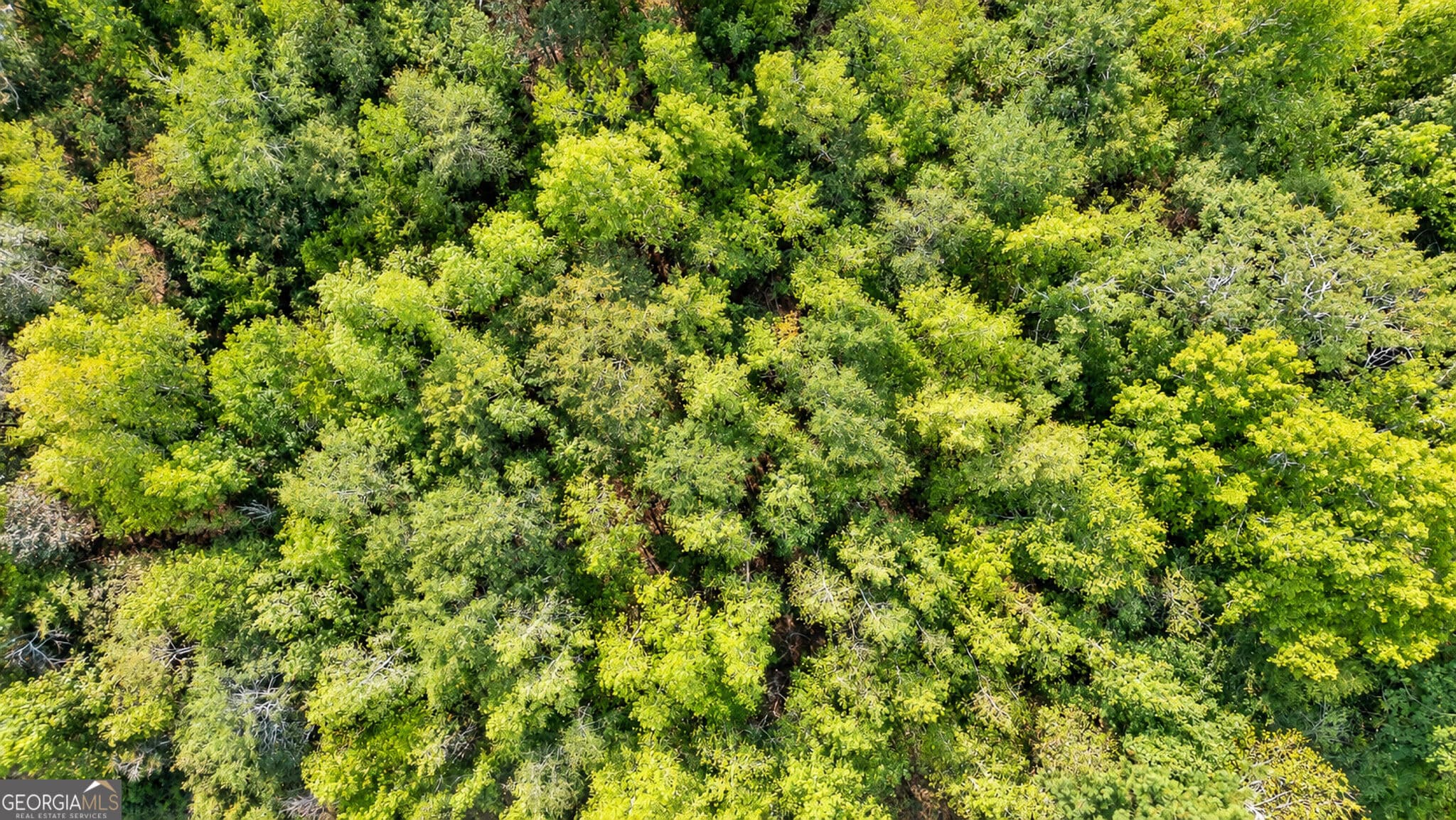 unimproved land for sale at 0 Ridgeway Road, Trion, GA 30753 — photo 5