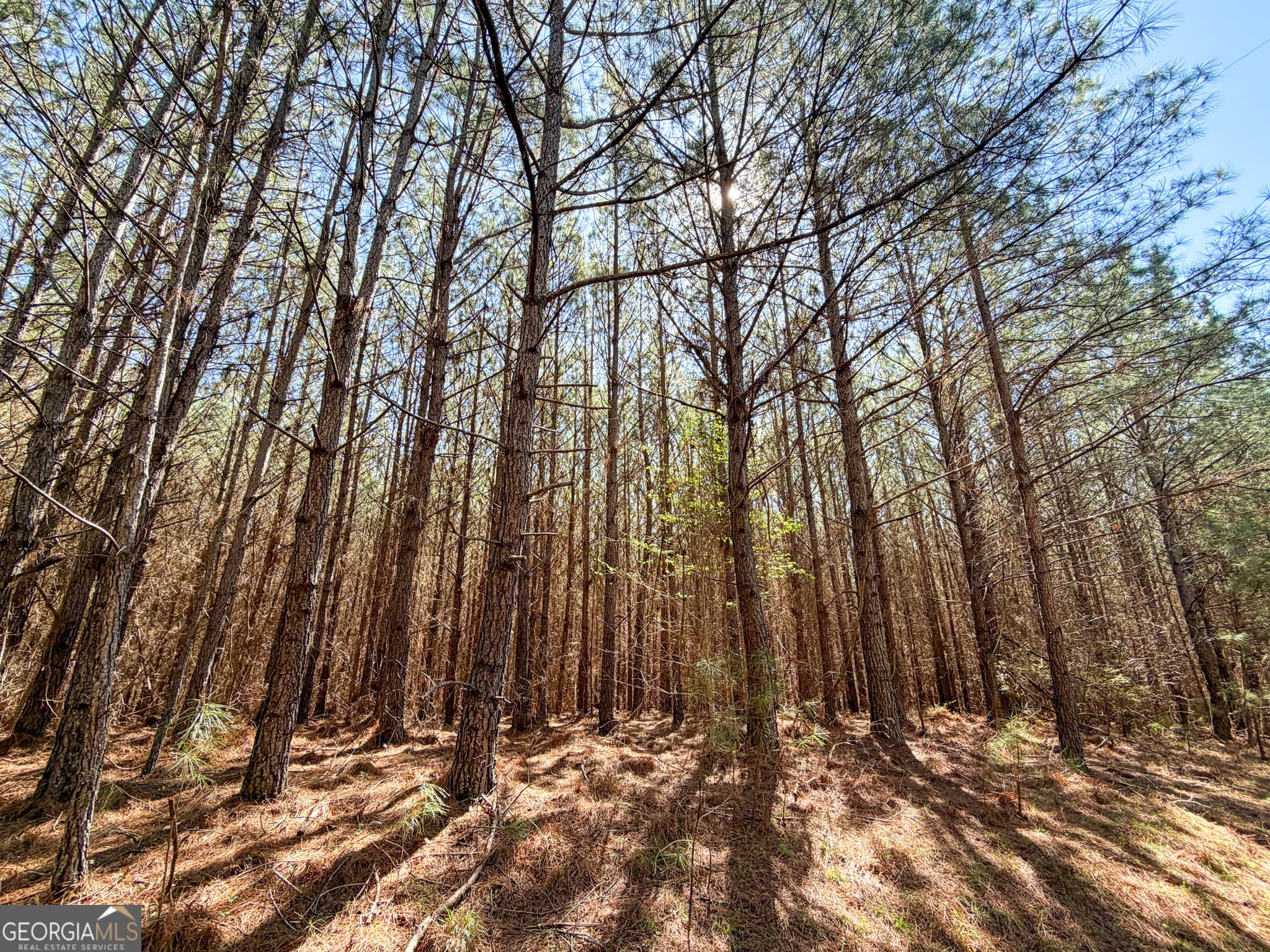 agriculture for sale at 257 +/- Acres on Ridgeway Road, Franklin, GA 30217 — photo 5