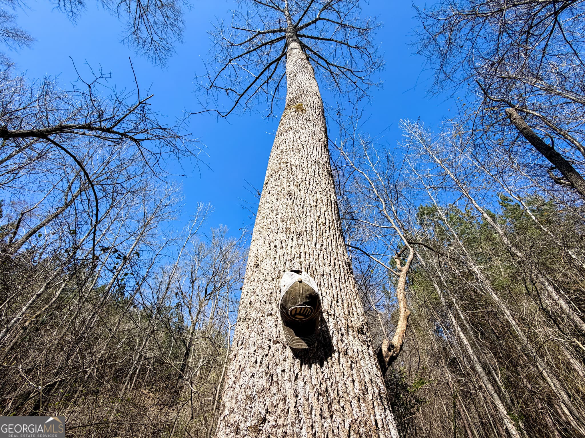 agriculture for sale at 257 +/- Acres on Ridgeway Road, Franklin, GA 30217 — photo 8