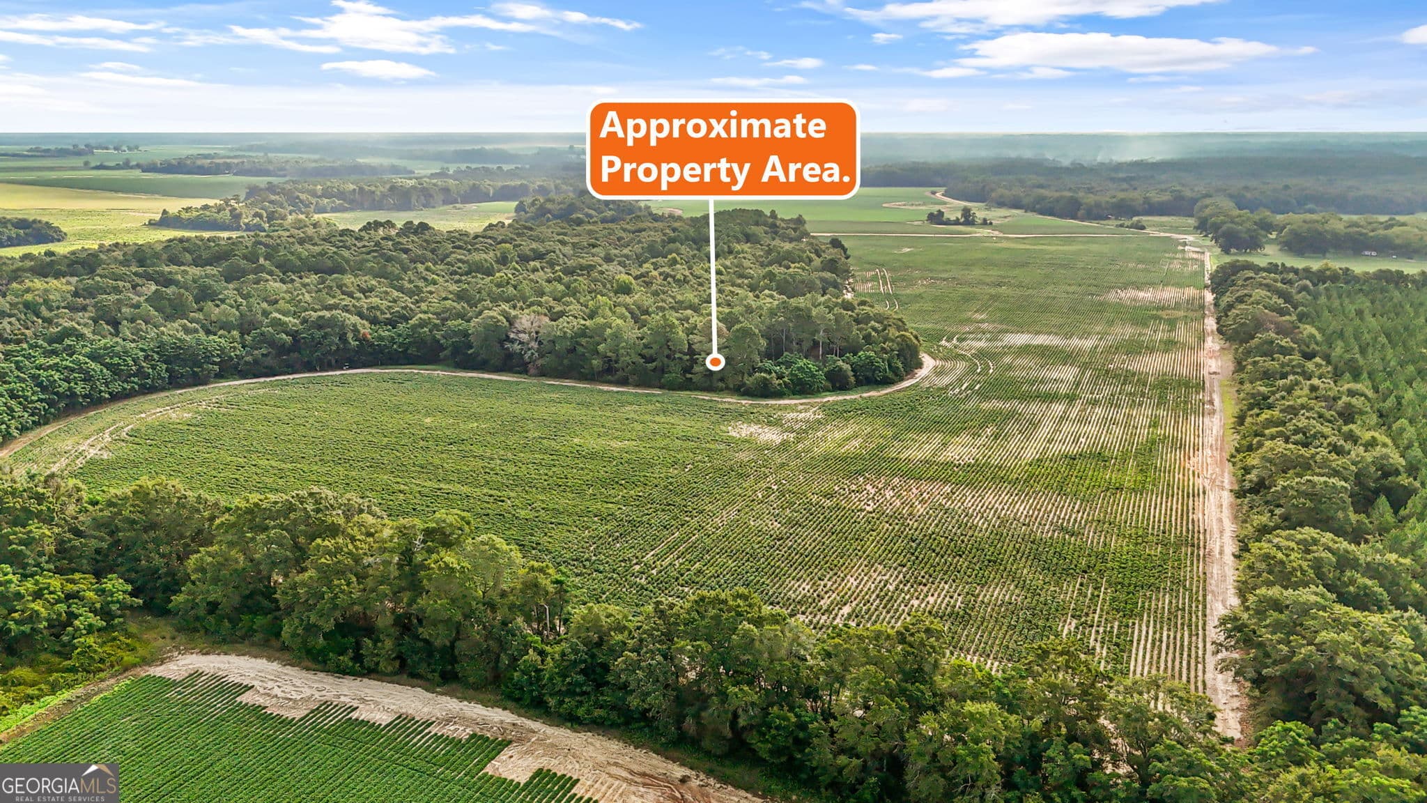 agriculture for sale at 0 Long Road, Vienna, GA 31092 — photo 7