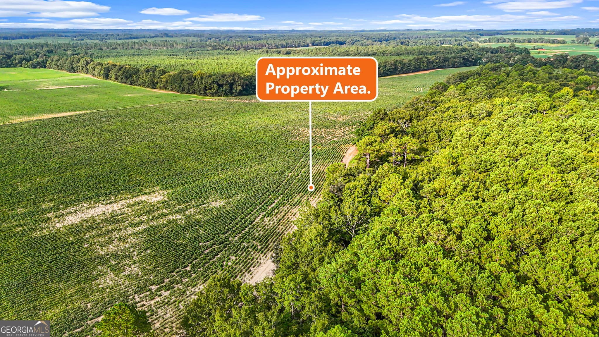 agriculture for sale at 0 Long Road, Vienna, GA 31092 — photo 8