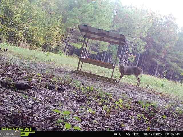 agriculture for sale at 0 Barentine Road, Rochelle, GA 31079 — photo 3